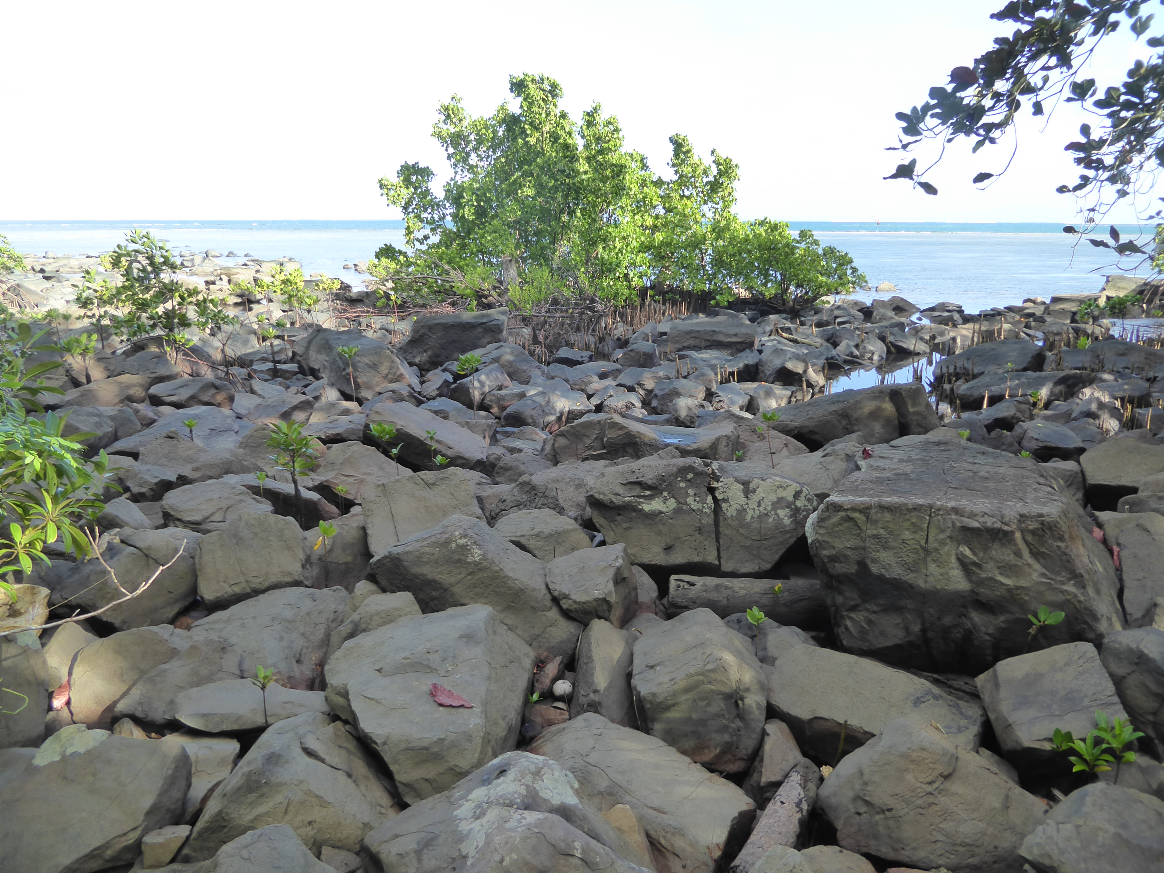 Somebody had precisely that idea some five centuries ago when they began transporting these "logs" around to the island's east coast. How? "