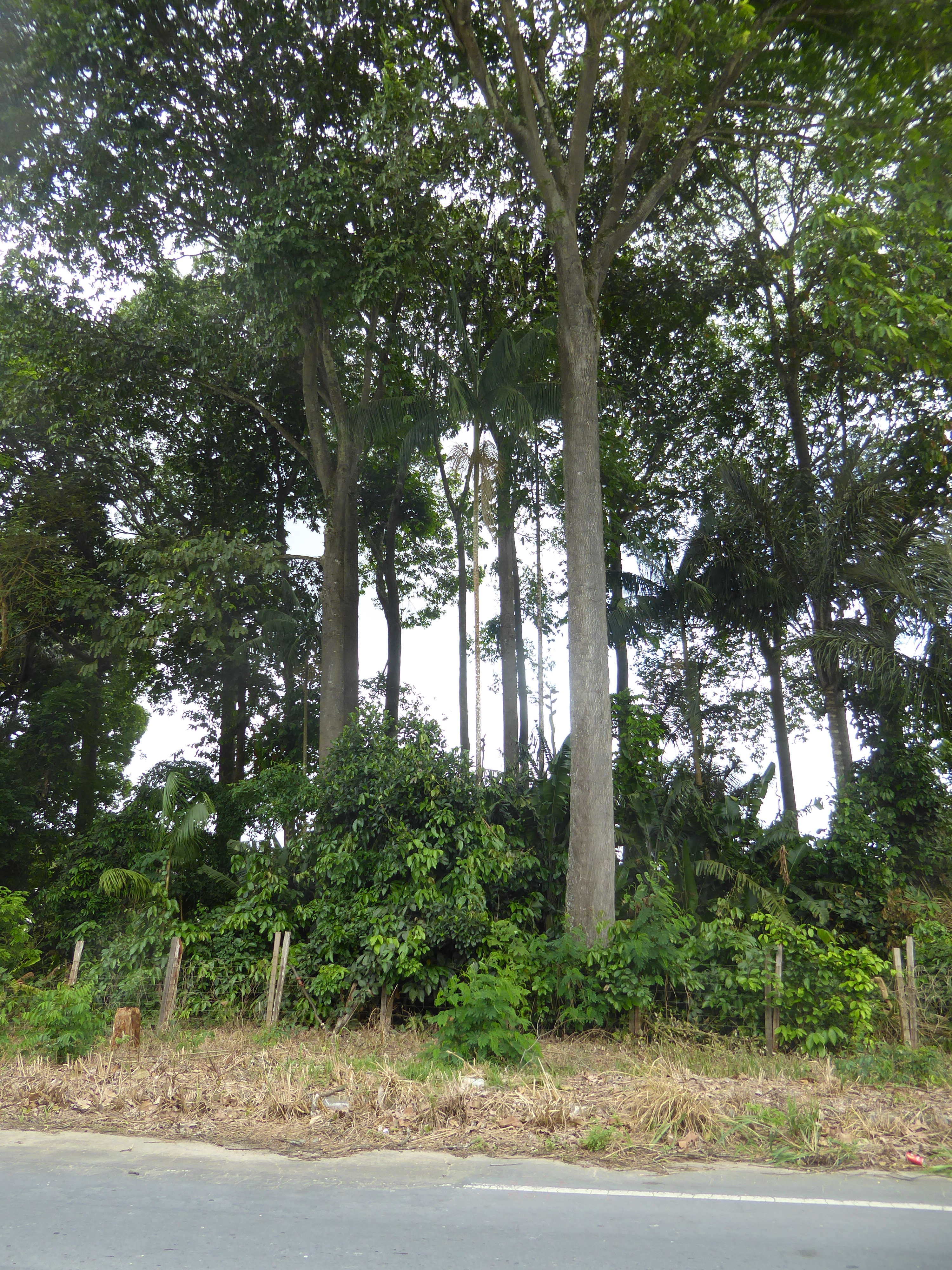 More forest. Surely it's regrowth. "Surely" means I'm bluffing. Haven't you learned anything?