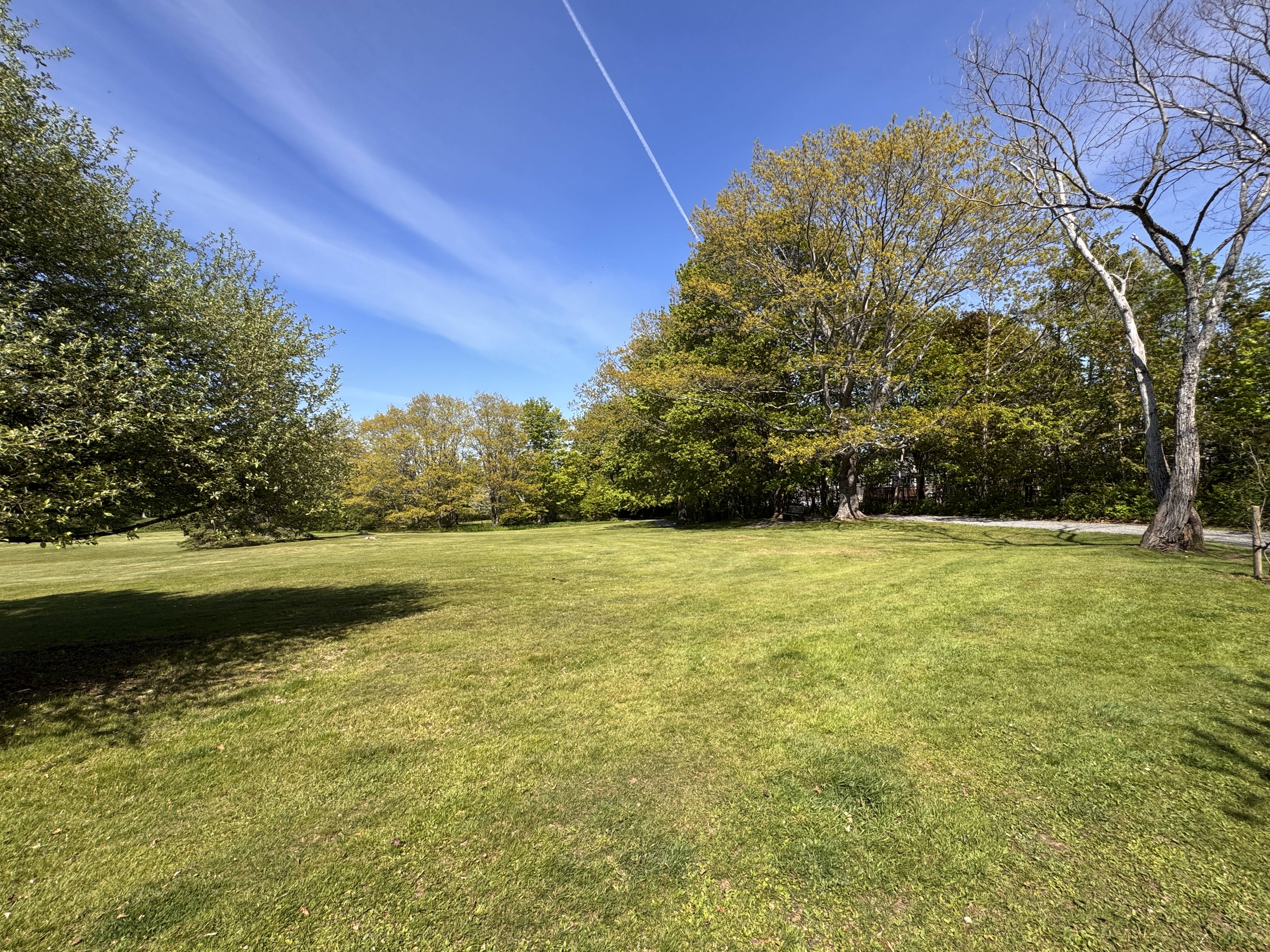 Lots of grass.