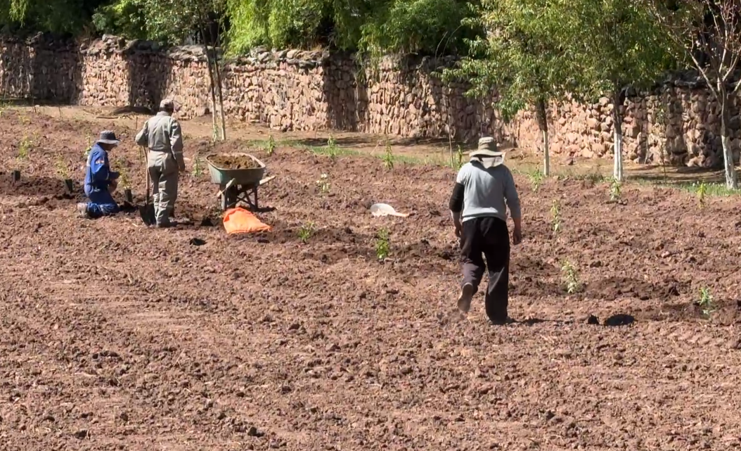 A new orchard is planted.