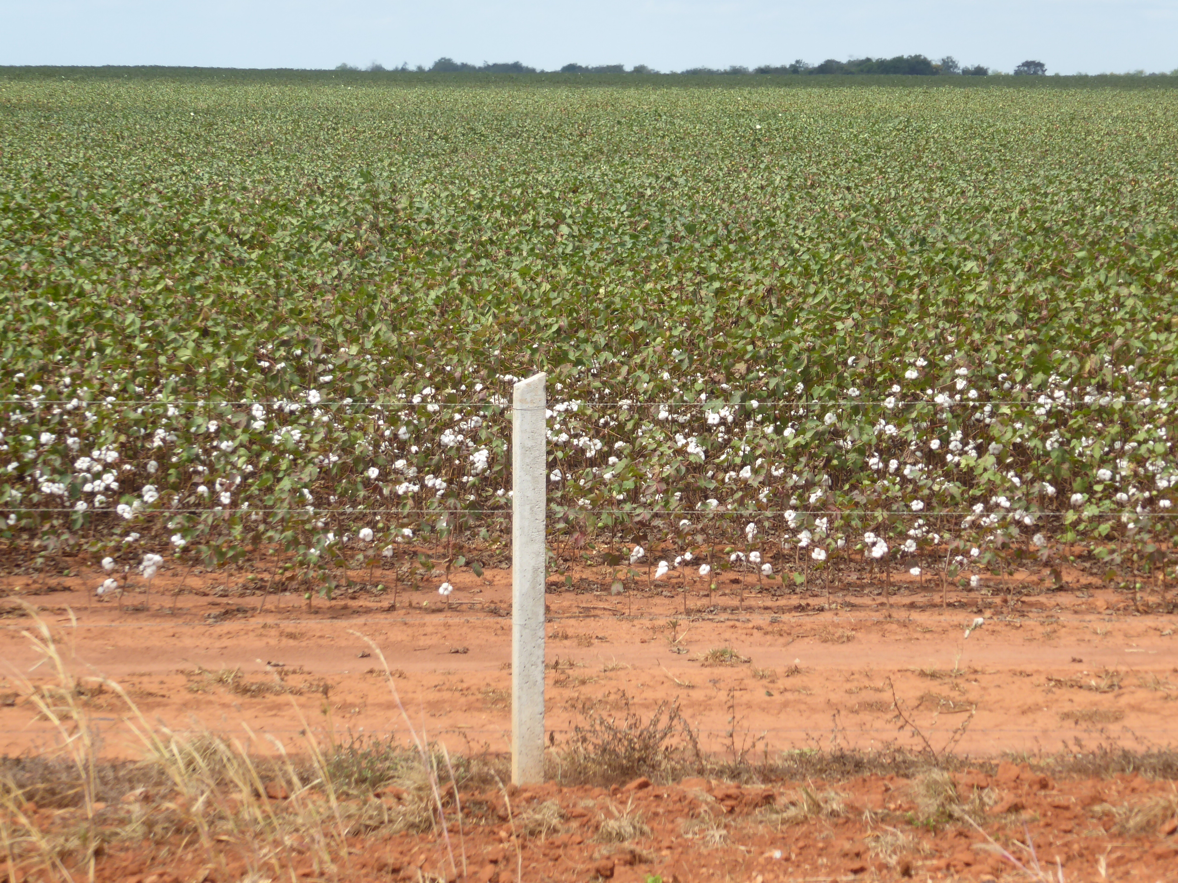Another little cotton field.