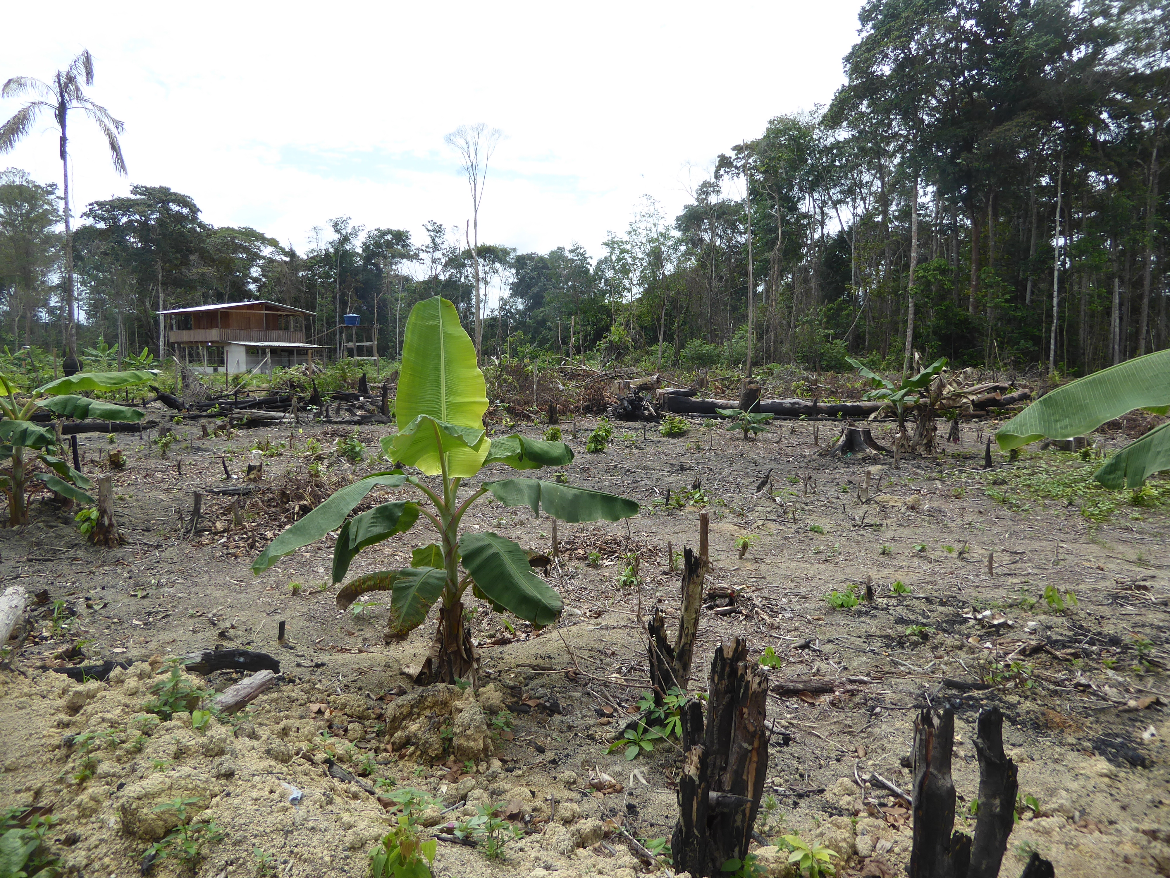 An old banana plantation.