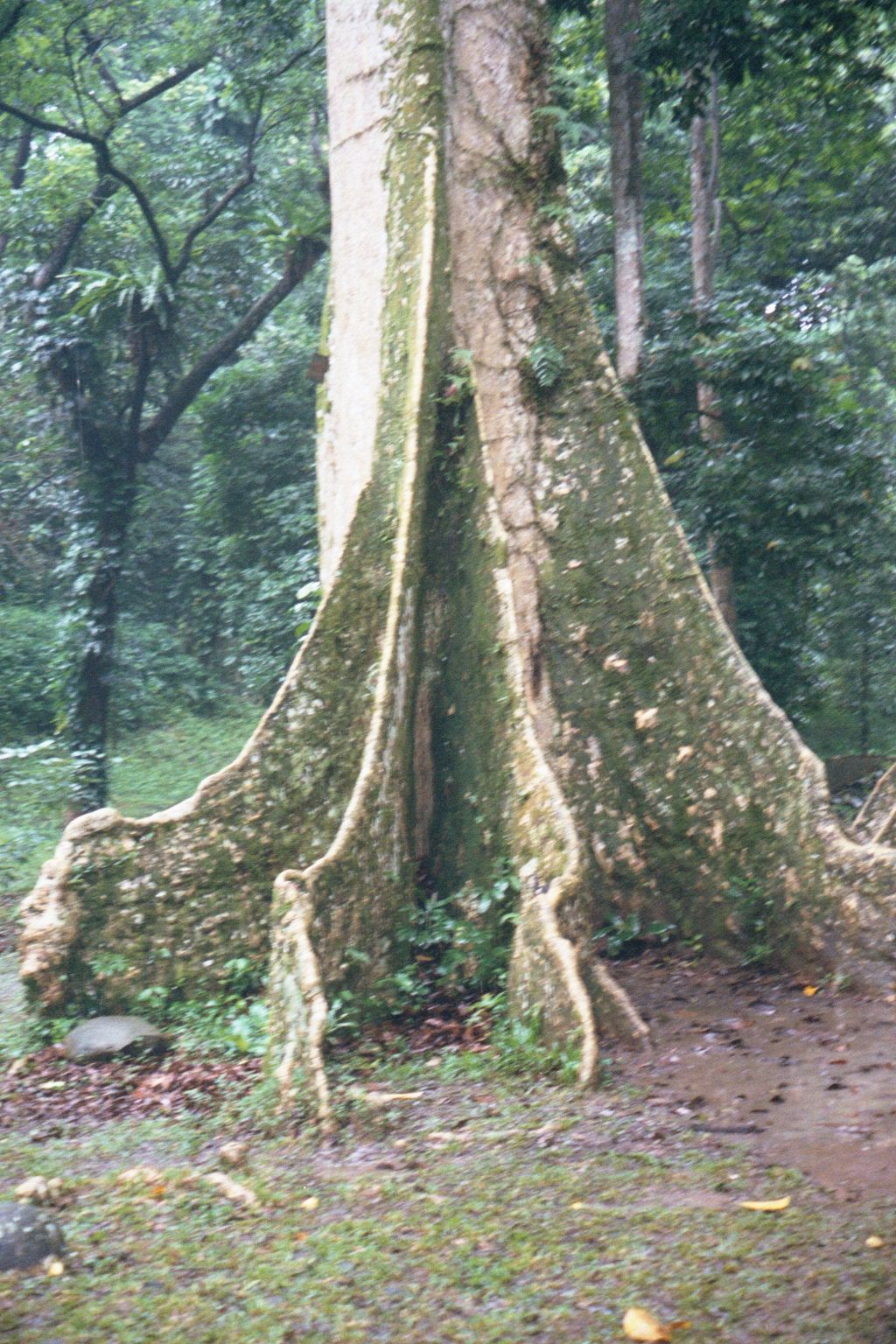 The Java Almond, despite its name, comes from Gran Canary. The genus name is more faithful: Canarium.