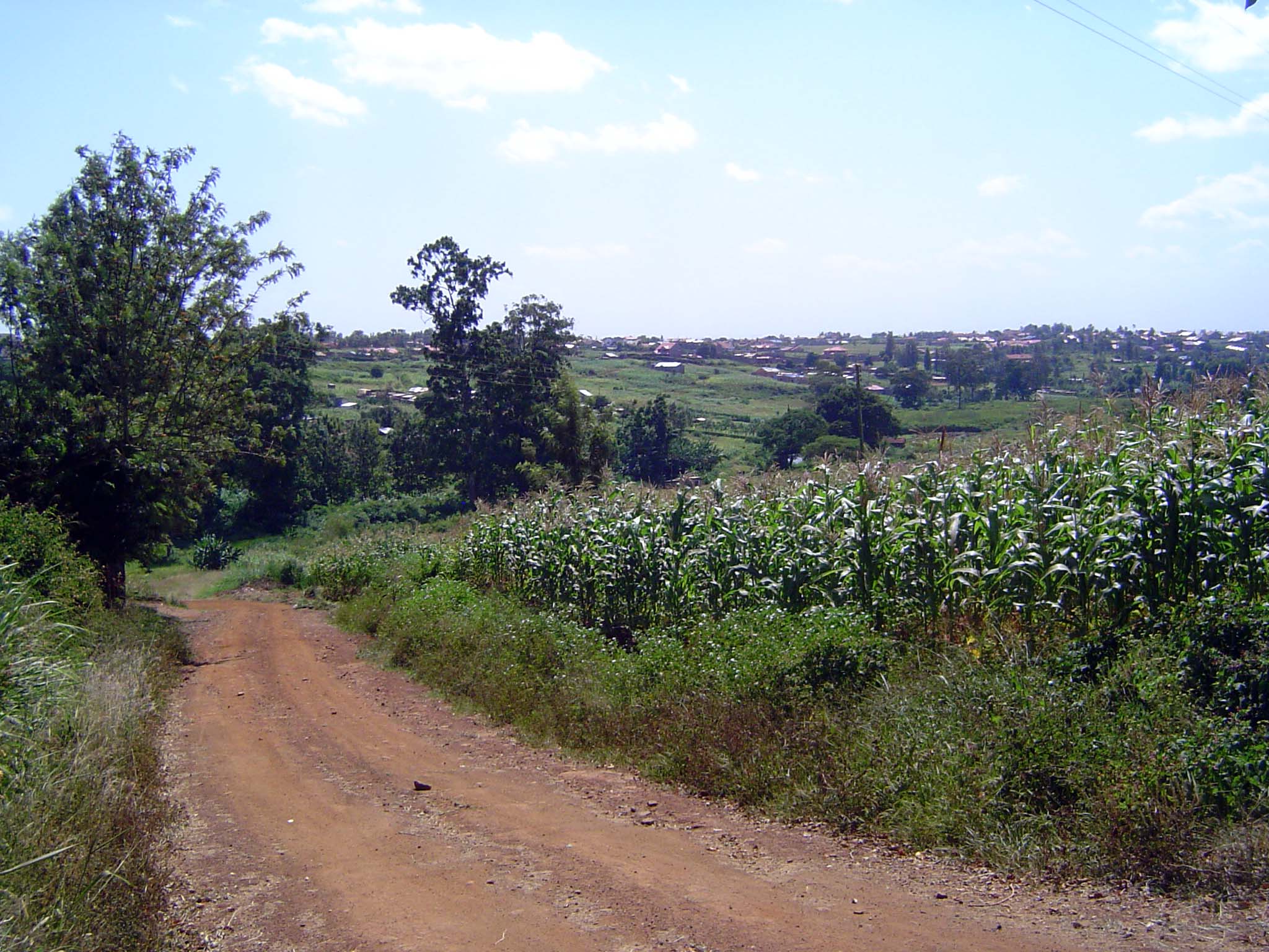 There's corn, too, as well as the spreading suburbs of Thika. Not visible here: the extensive pineapple plantations, including those of Del