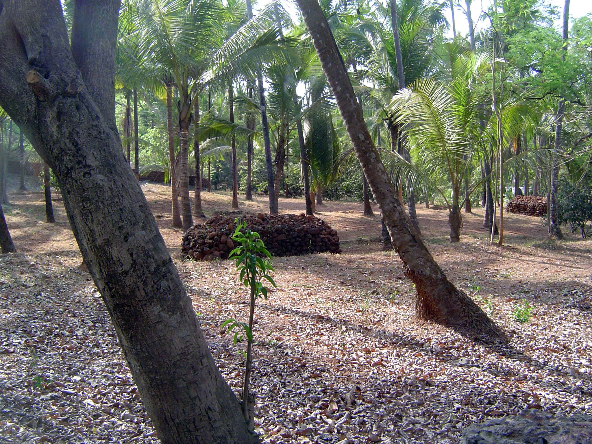 A coconut grove on the site of former buildings. The heap of stones was made recently, when the landowner cleared the site before planting i