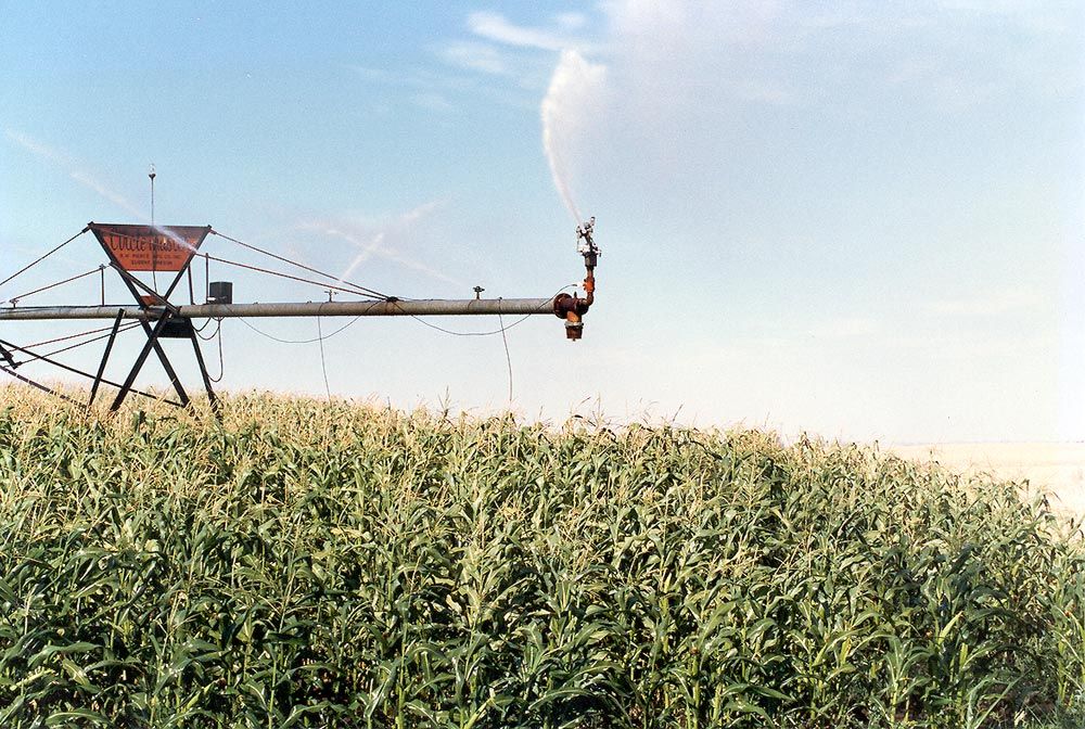 A big-gun sprinkler covers a lot of ground at the far end of the sprinkler line, which of course moves much more quickly than the pivot end.