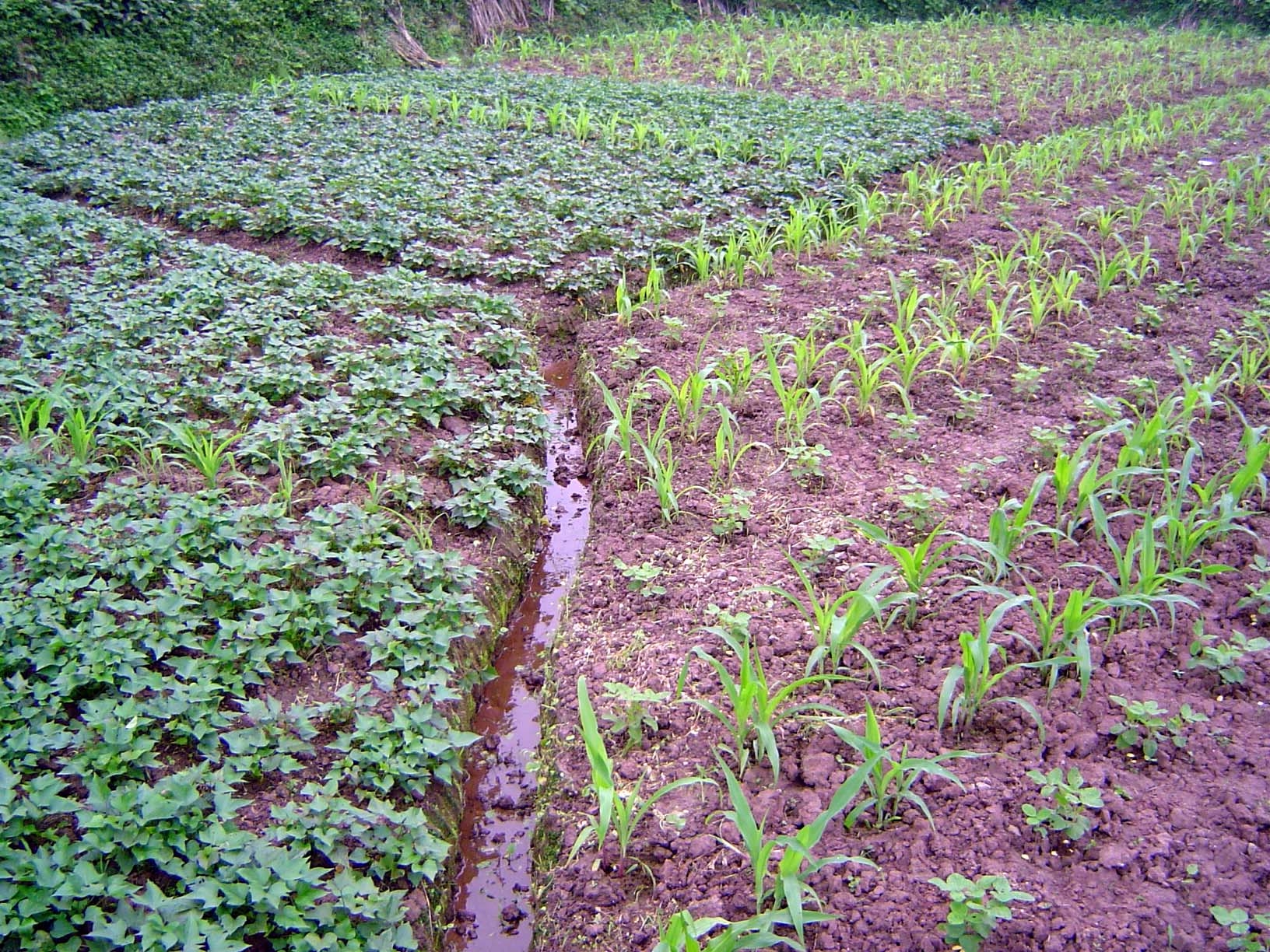 Irrigation channel with sweet potatoes on the left and corn on the right, interplanted perhaps with peanuts.