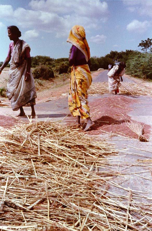 An alternative theshing floor: a public road, where passing vehicles do the work. Such scenes are commonplace in India, but this particular