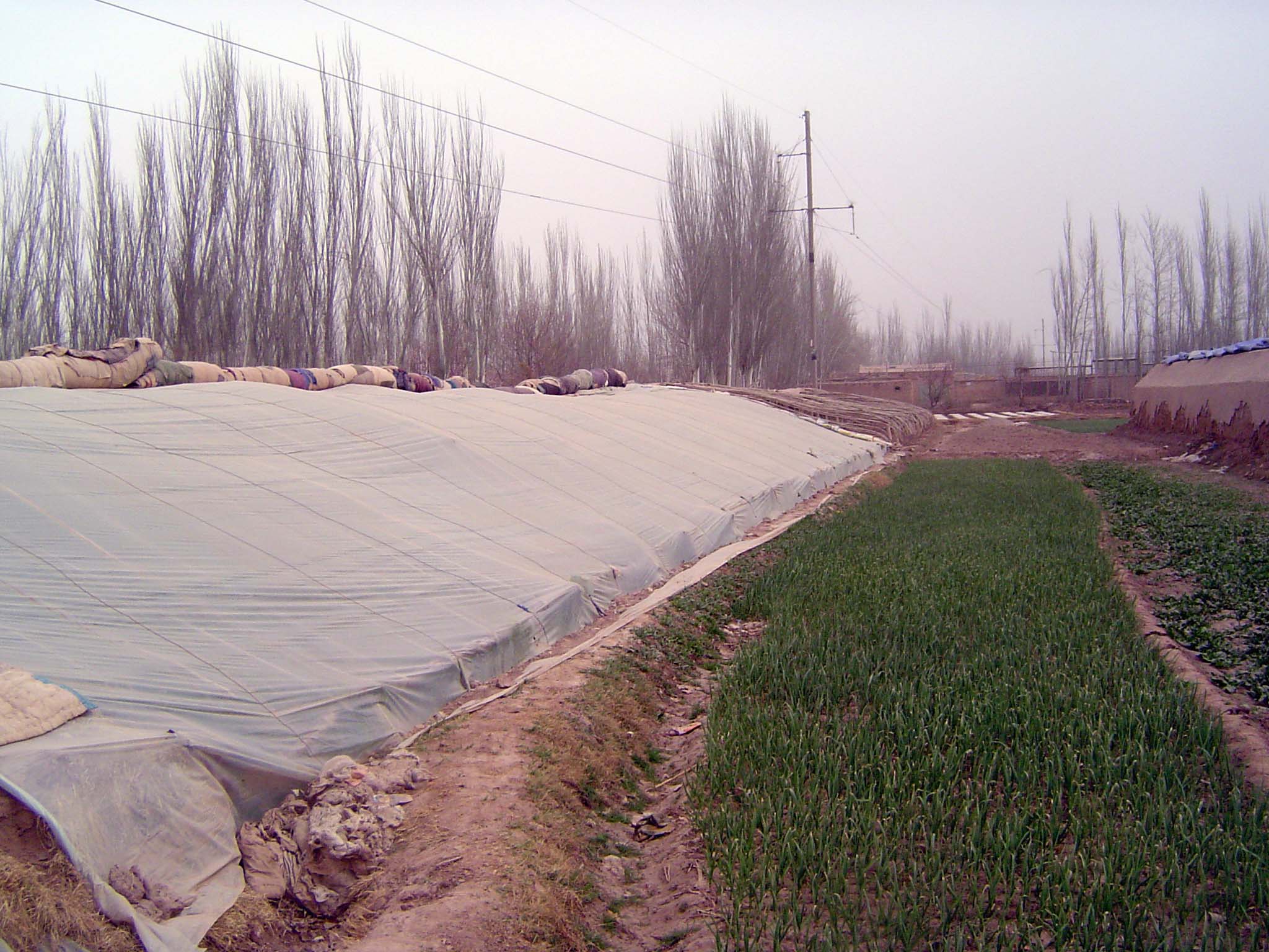 Here the heavy covers are rolled up, though plastic sheeting is still in place against spring chills.