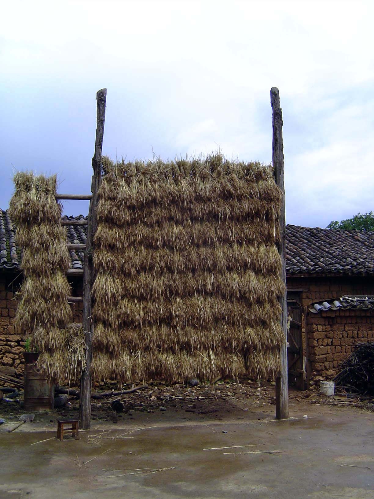 Bundled wheat hung out to dry.