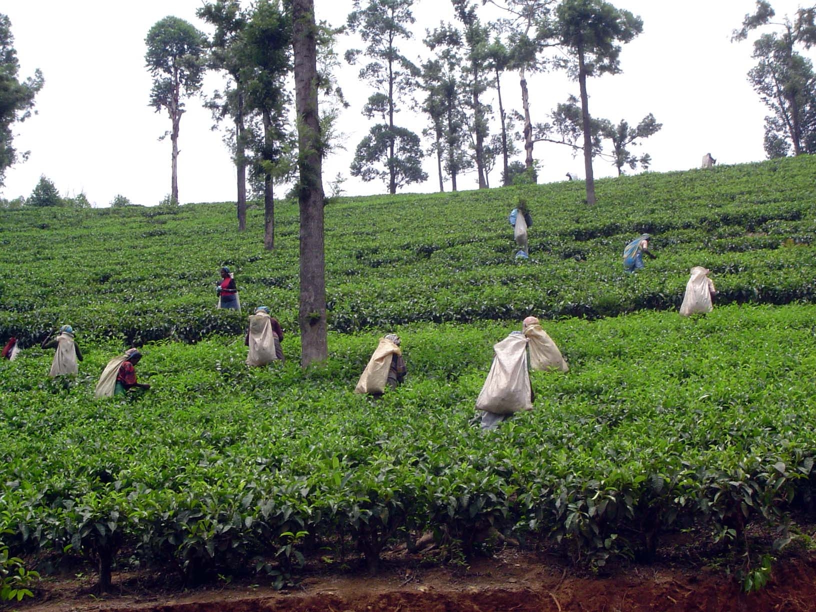 Pickers at work.