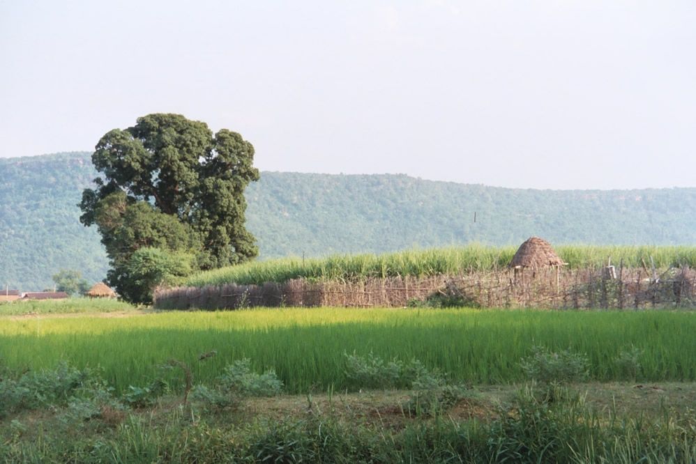 Fenced sugarcane.