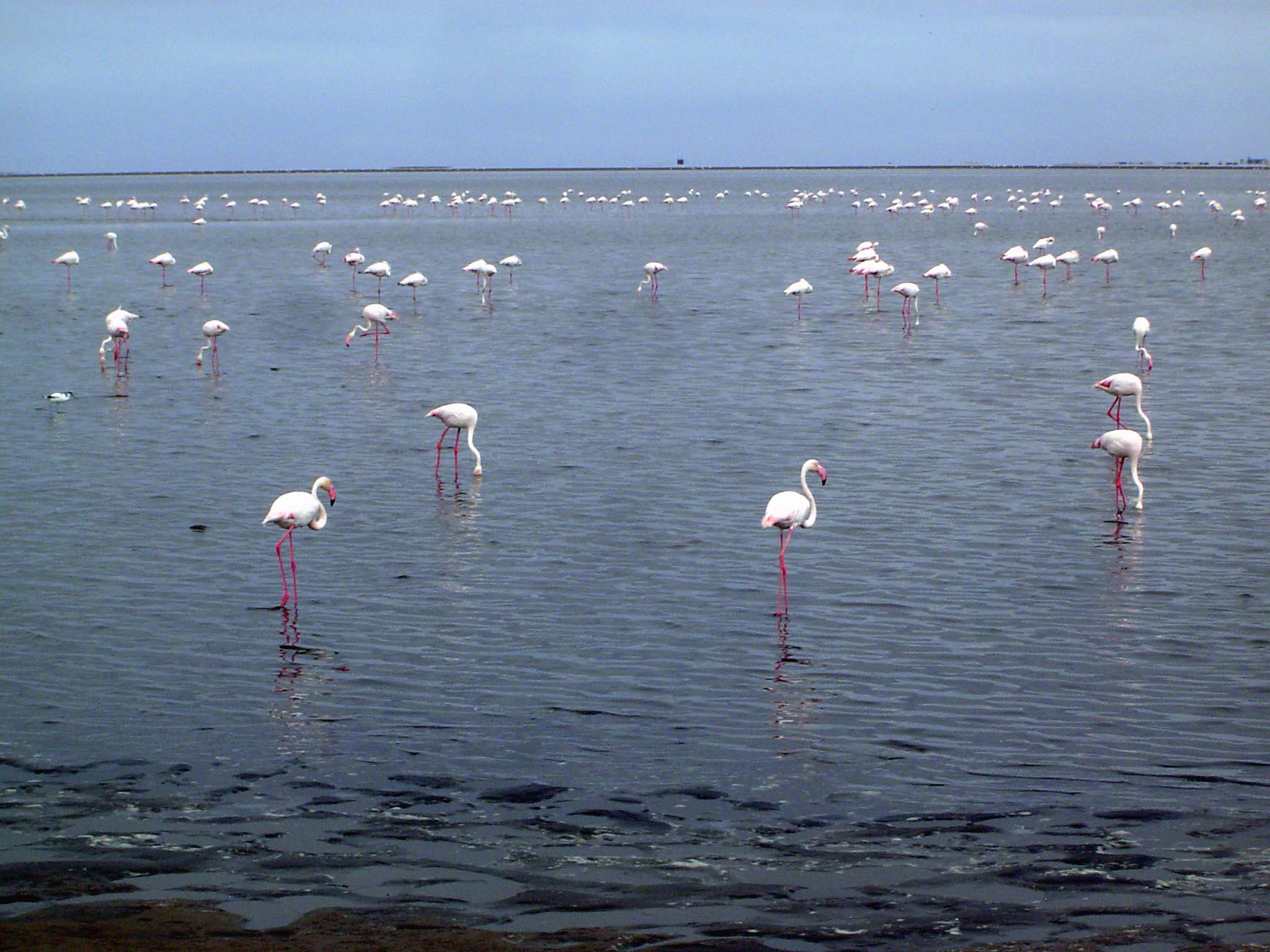 And here are those birds, drawn to a lagoon south of the harbor.