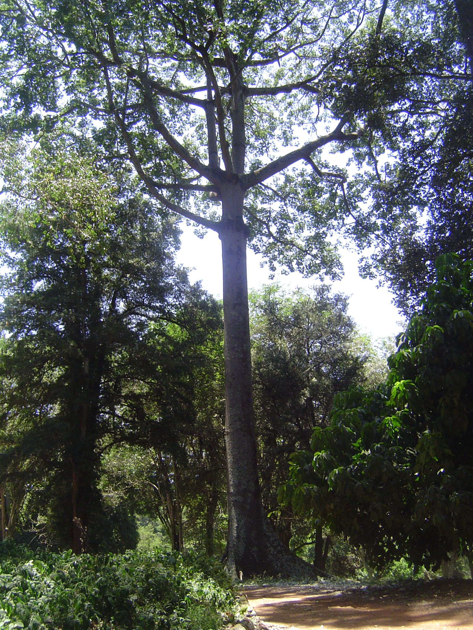 And a "false mvule," Antiaris toxicaria, its botanical name hinting at its Chinese name, "poison arrow tree."