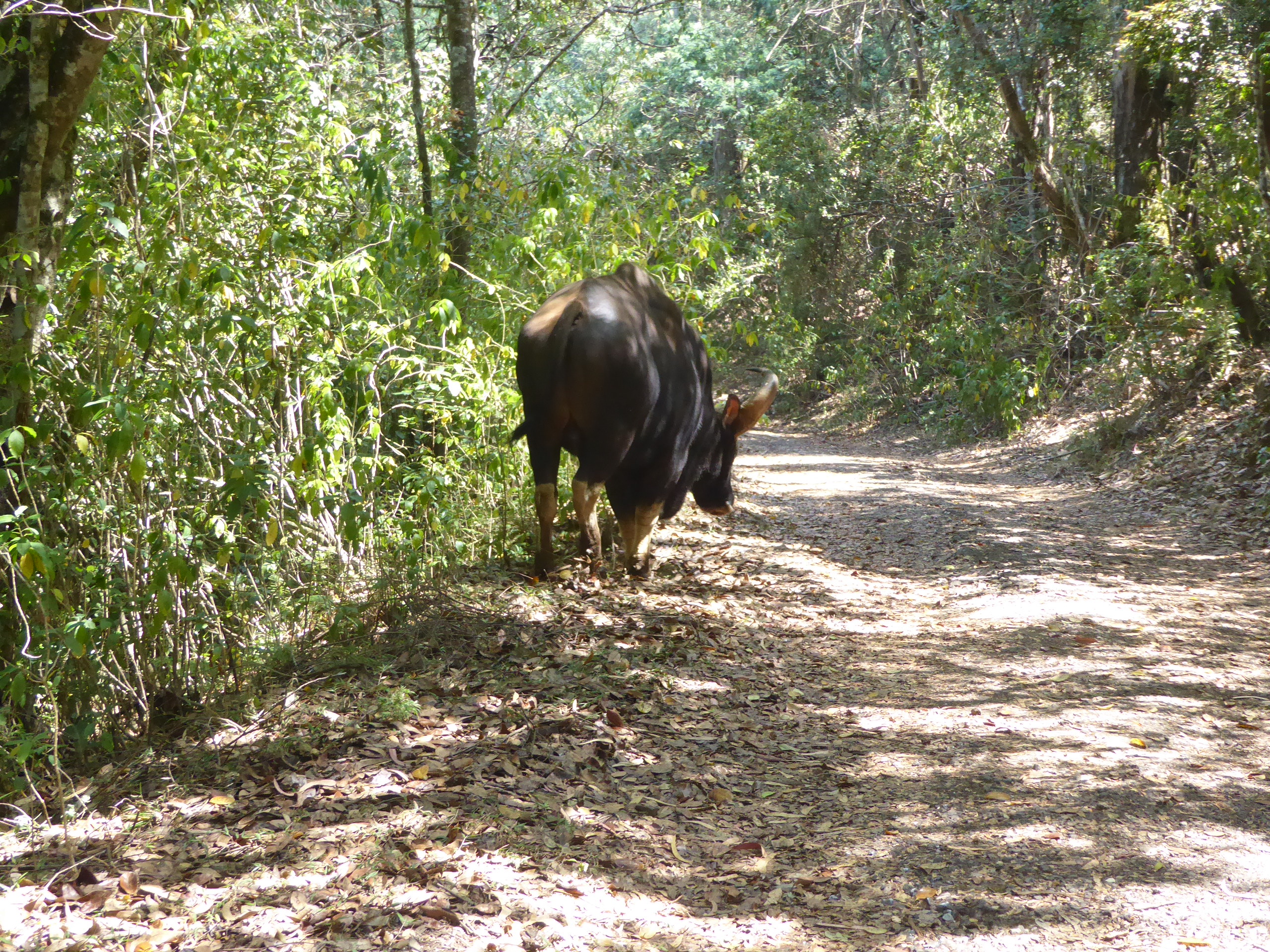 He's why. It would be great to have an eye-to-eye photo of a wild bison, but I'd rather not die today. Some villagers on foot gave him a ver