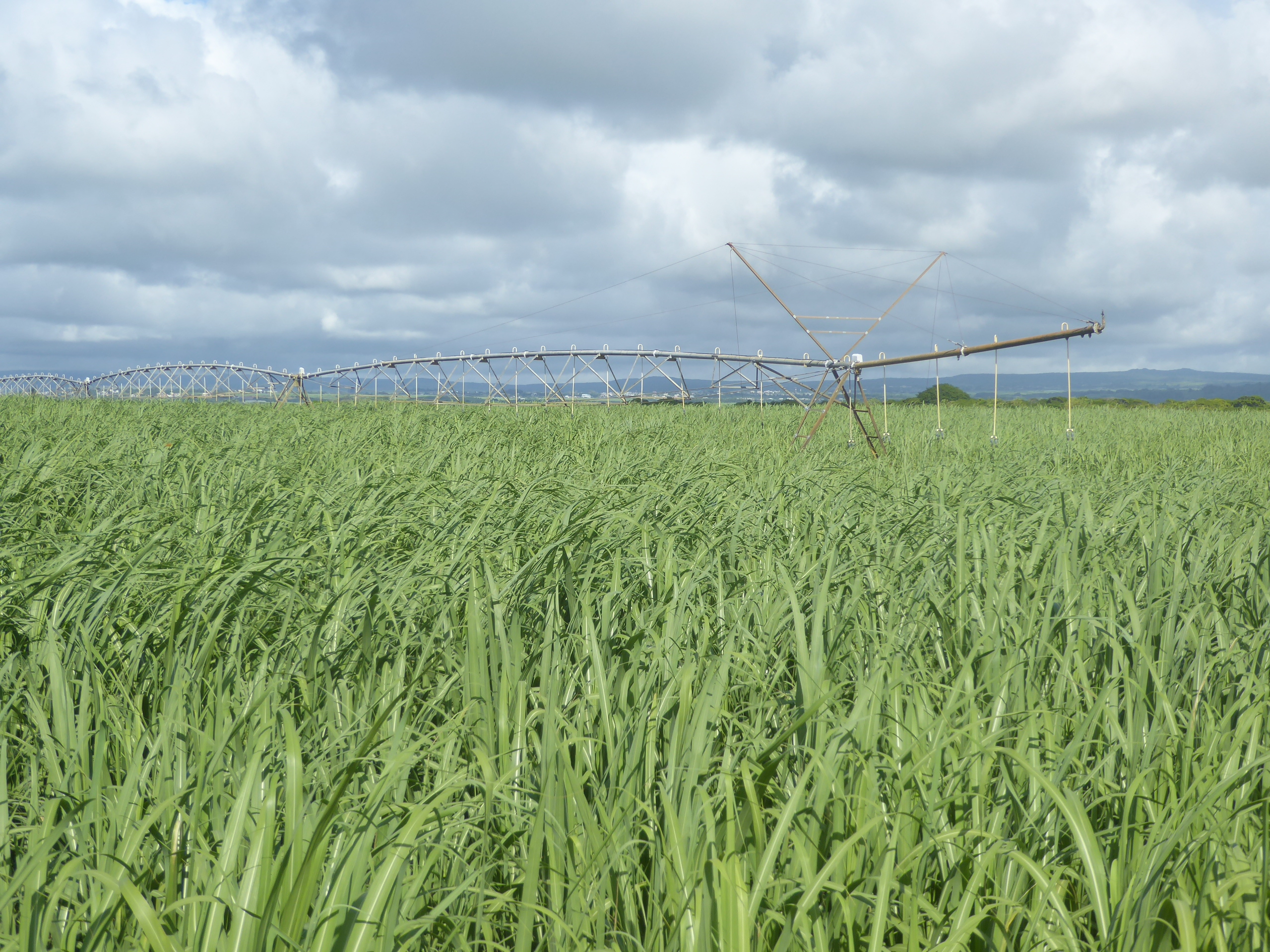 No smallholding this. For a long time, irrigation was considered uneconomical here, but times change, and because of irrigation and other in