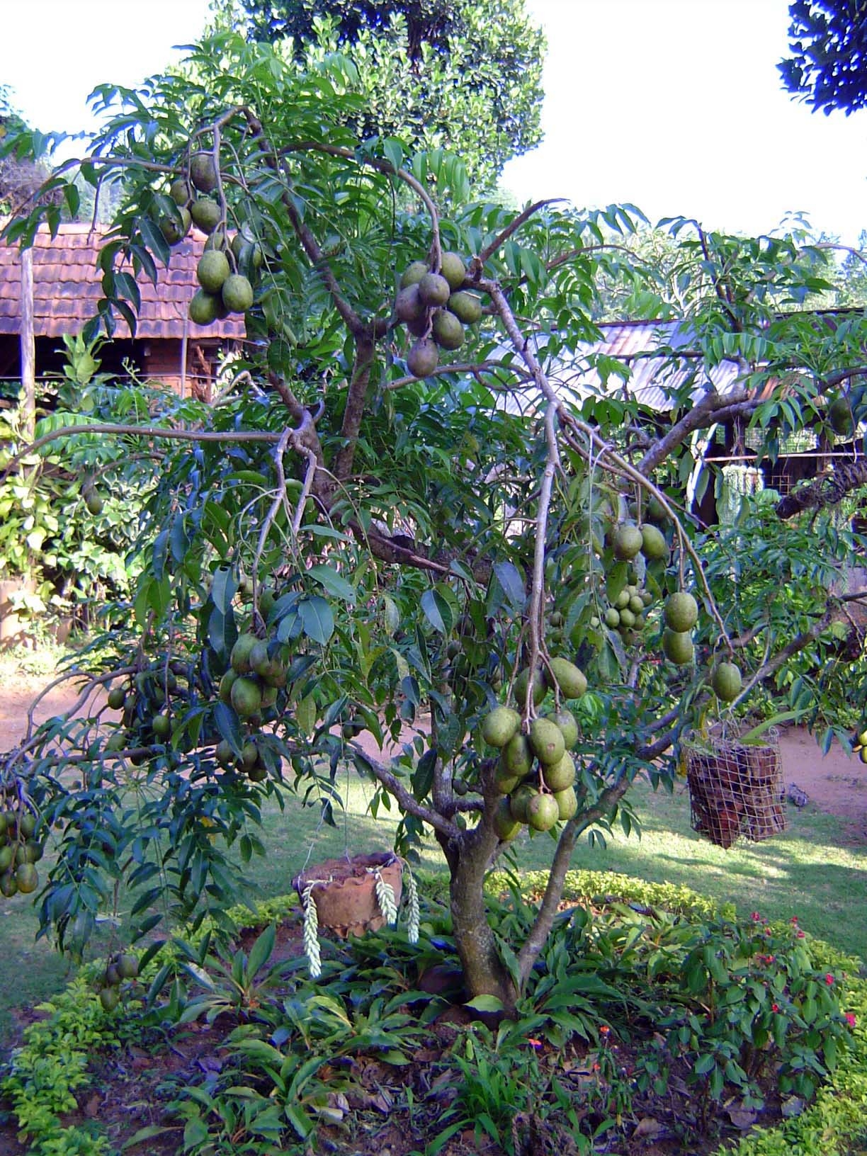 Tropical fruits, like this mango, are everywhere.