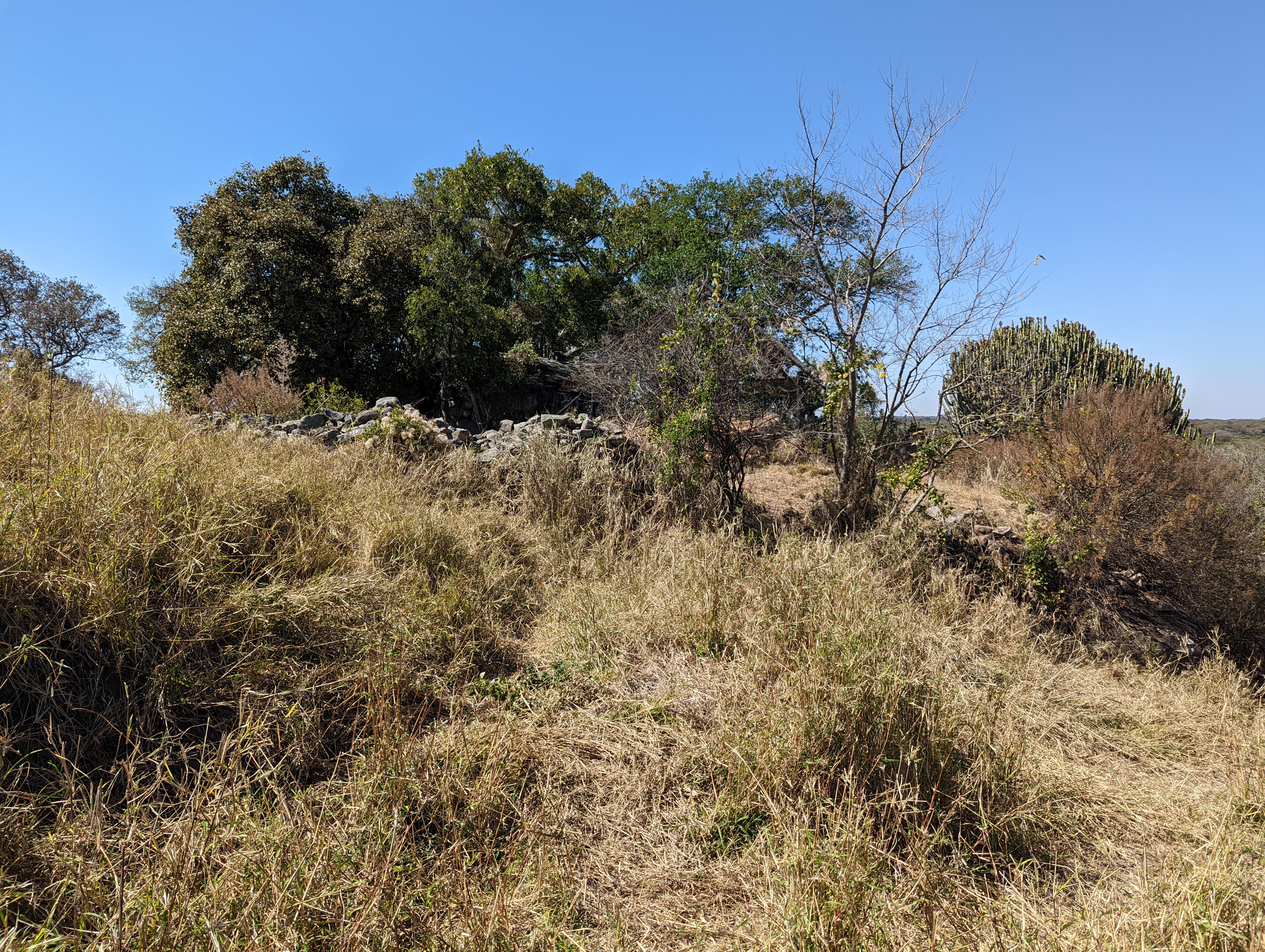 Just to the east of the main platform there's a cluster of trees.