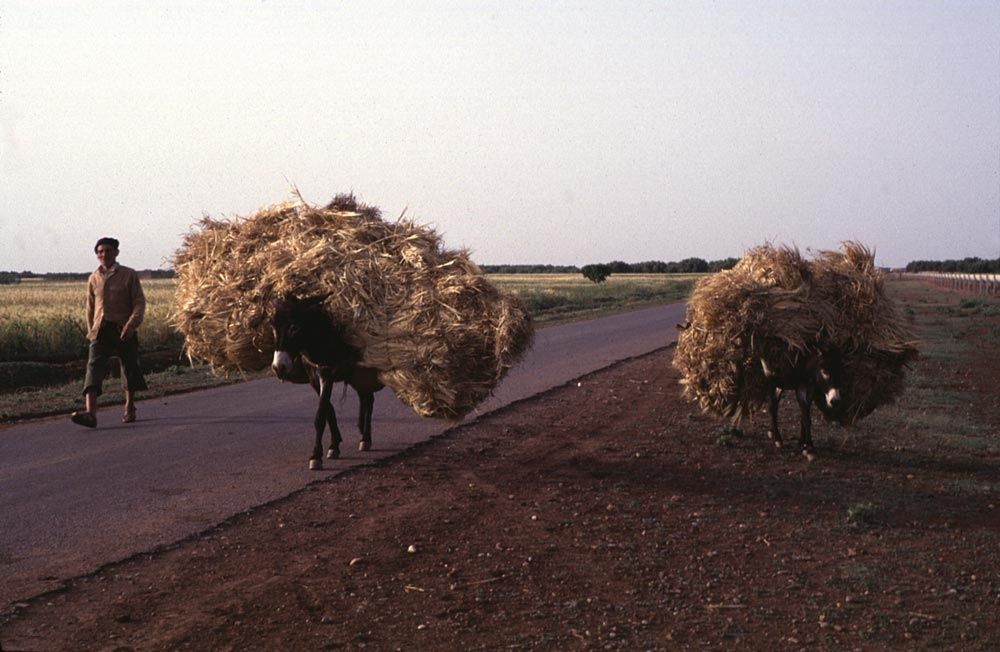 You can find combines and tractors, but you can also find donkeys.