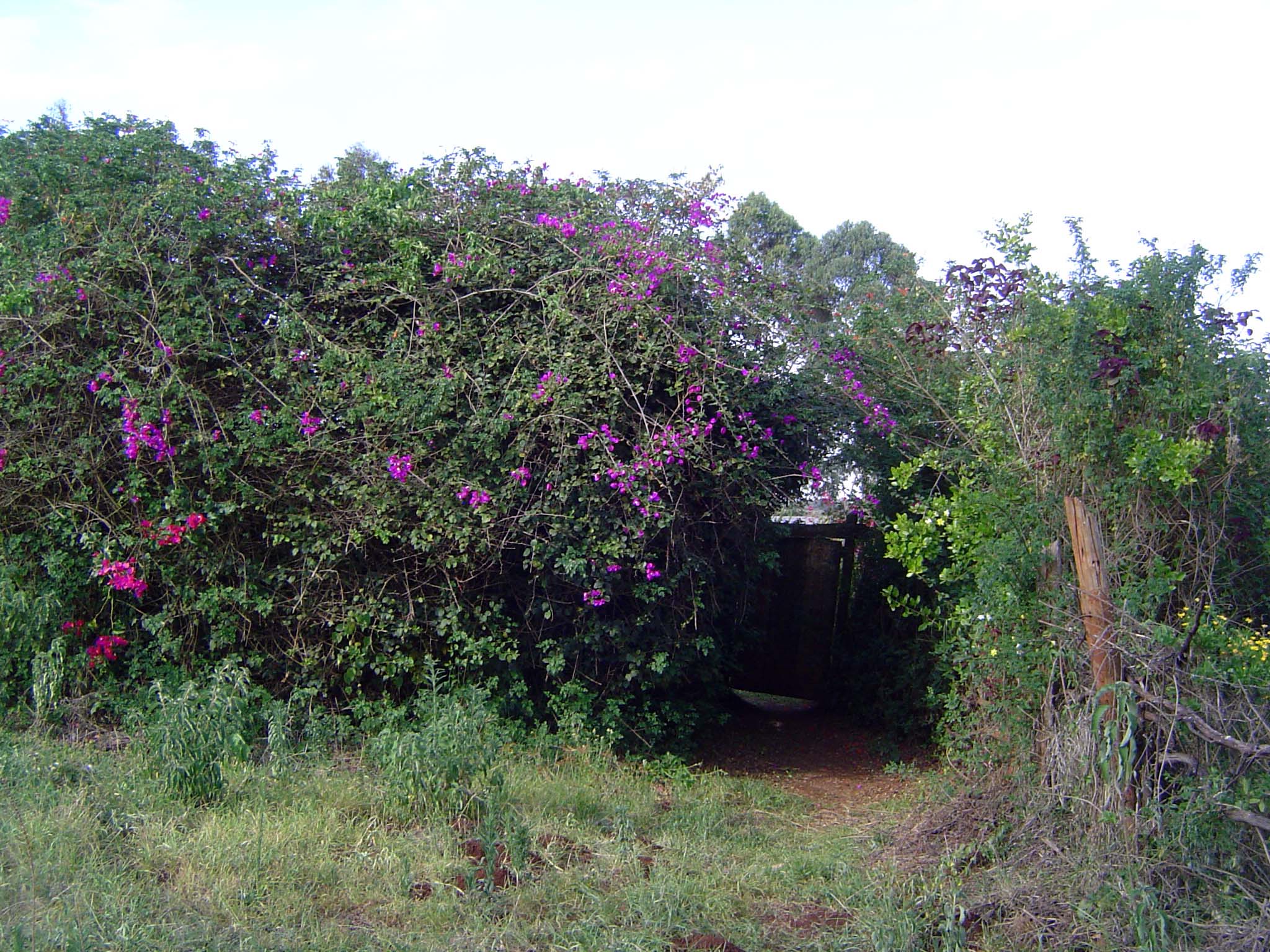 A hedge has grown up around the grave, and the passage to it is blocked by a locked gate.