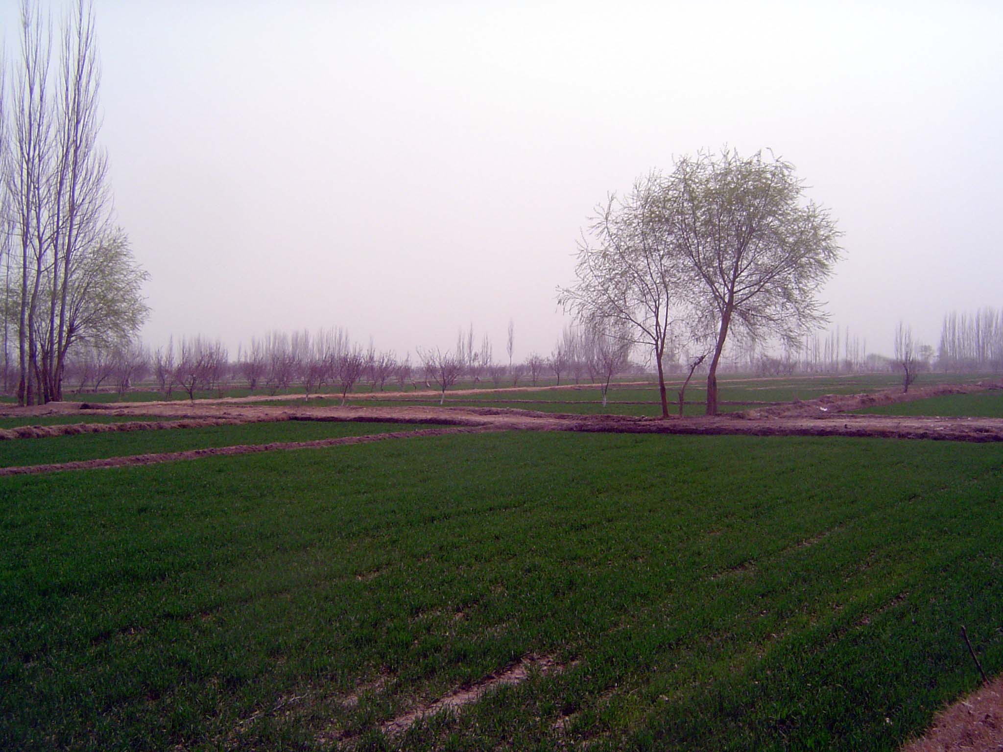 Open fields. Forget fencing. The air quality is poor, but naturally so, from desert dust.