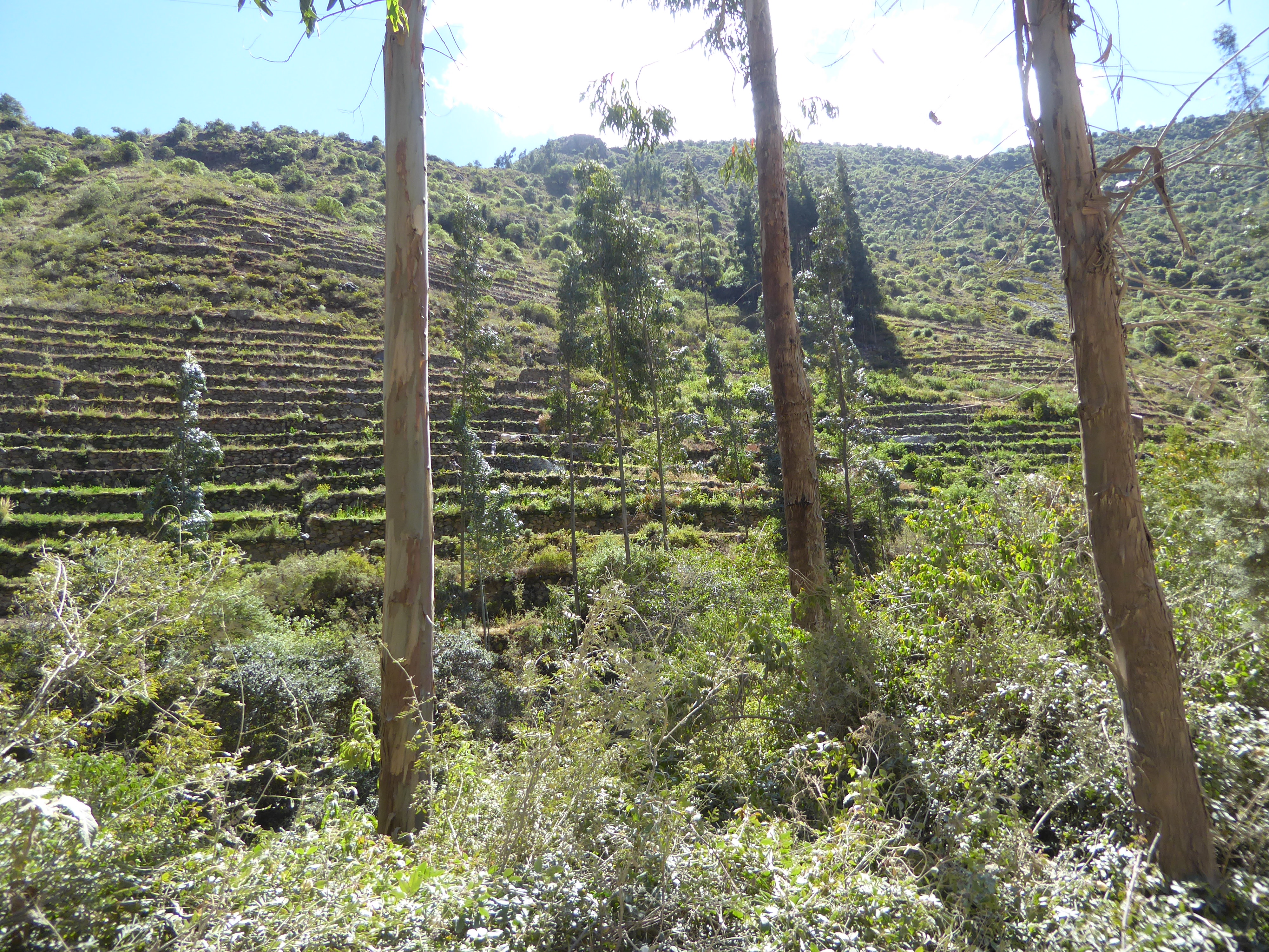 Farther upstream, the flat land has given out but the canyon walls have opened up. Somebody long ago built terraces, but there's a modern tw