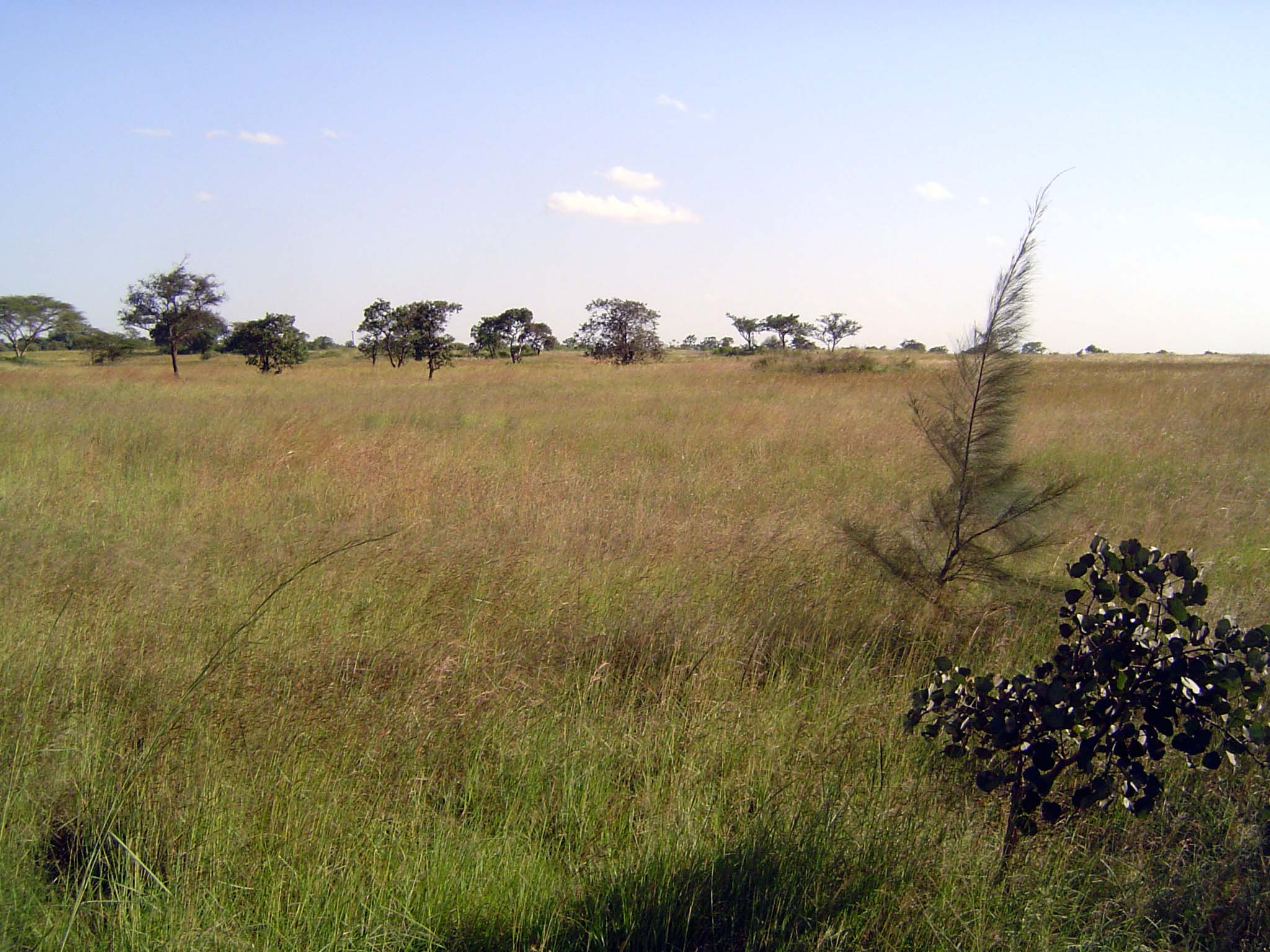 Huxley wrote of arriving by train from Mombasa: "With the dawn came enchantment. You looked out of the window to see great rolling plains, p