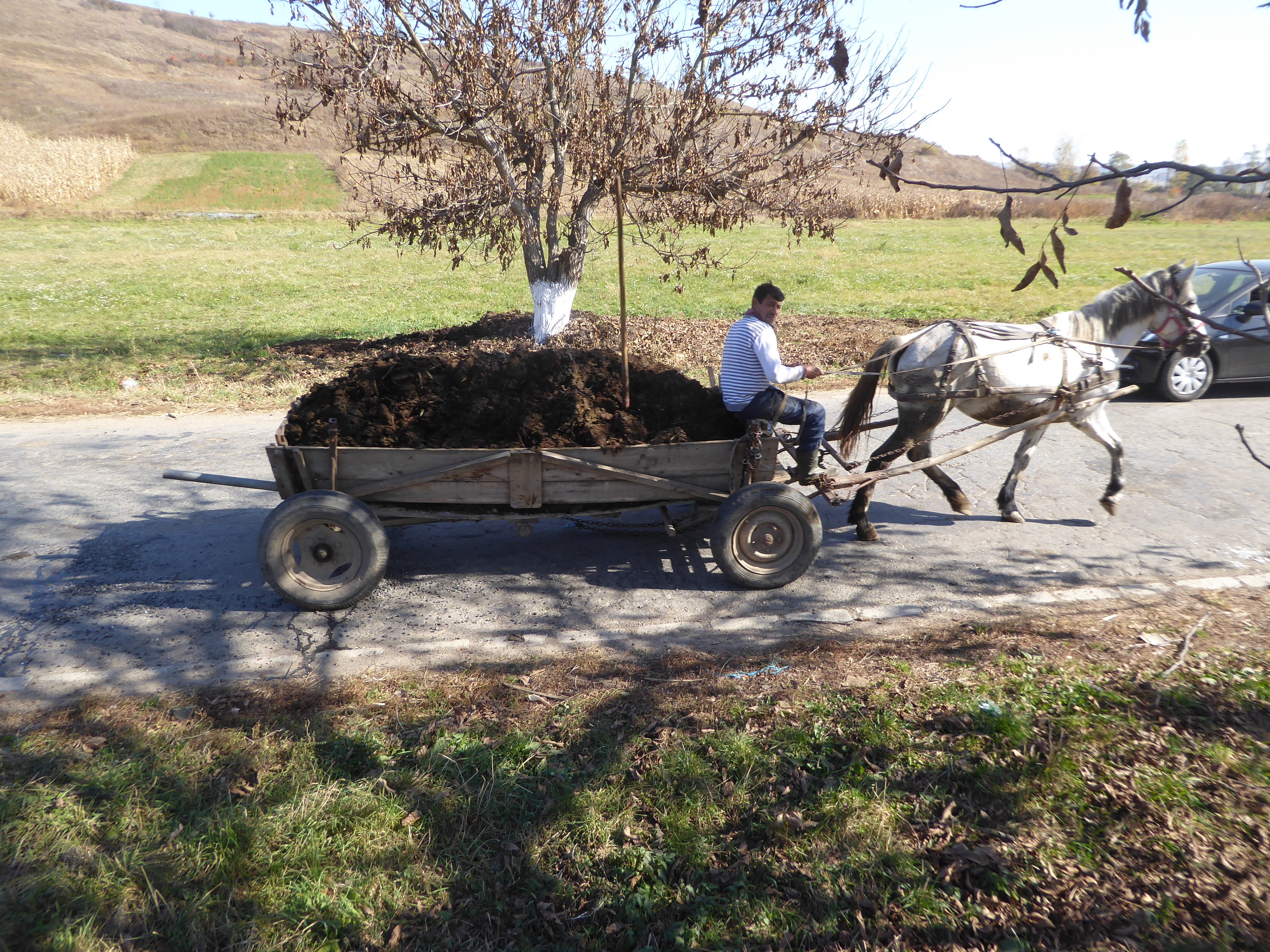 The fields are fertilized with manure.