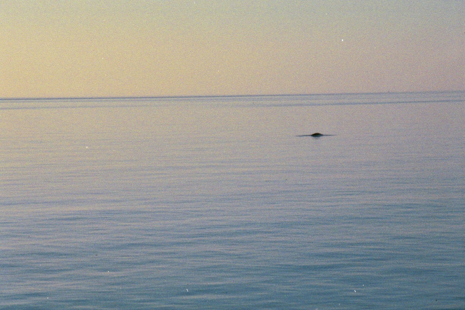 A summer morning: what could it be?