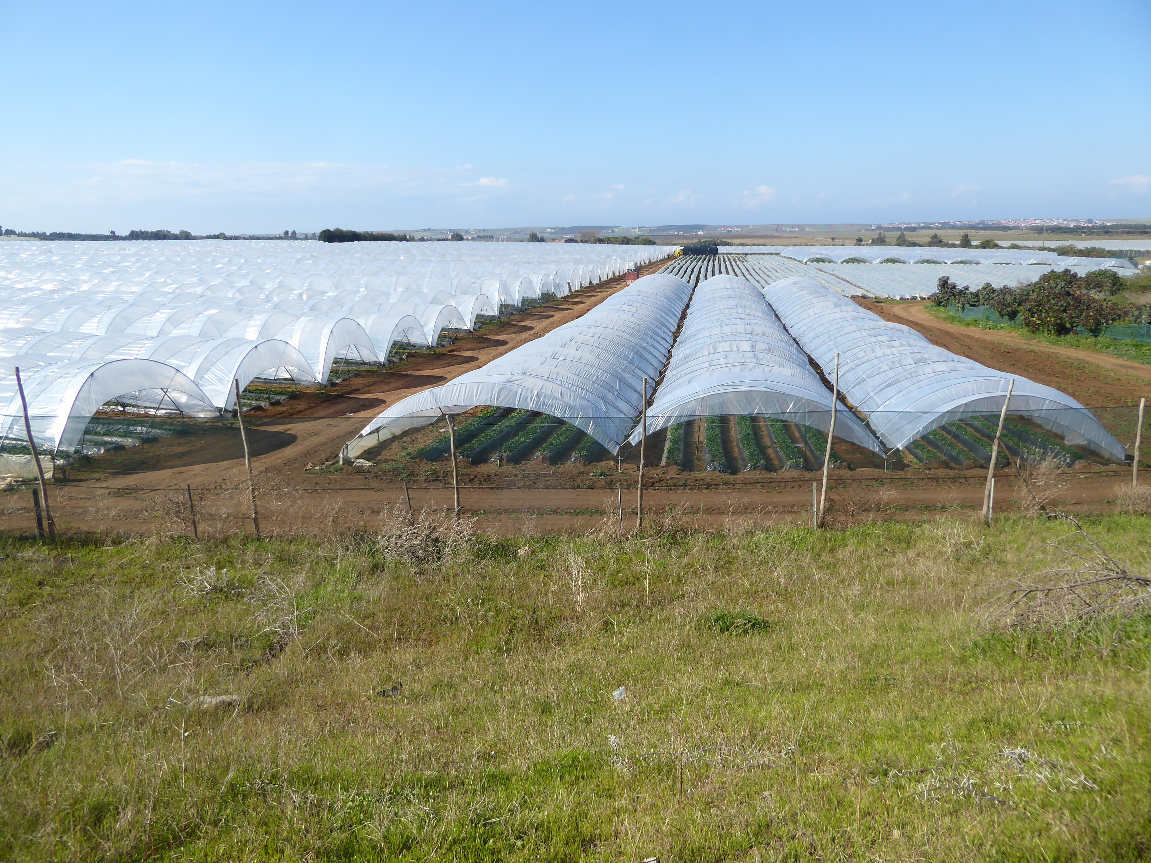 The road passes many plastic greenhouses, busy in January with vegetables for Europe.