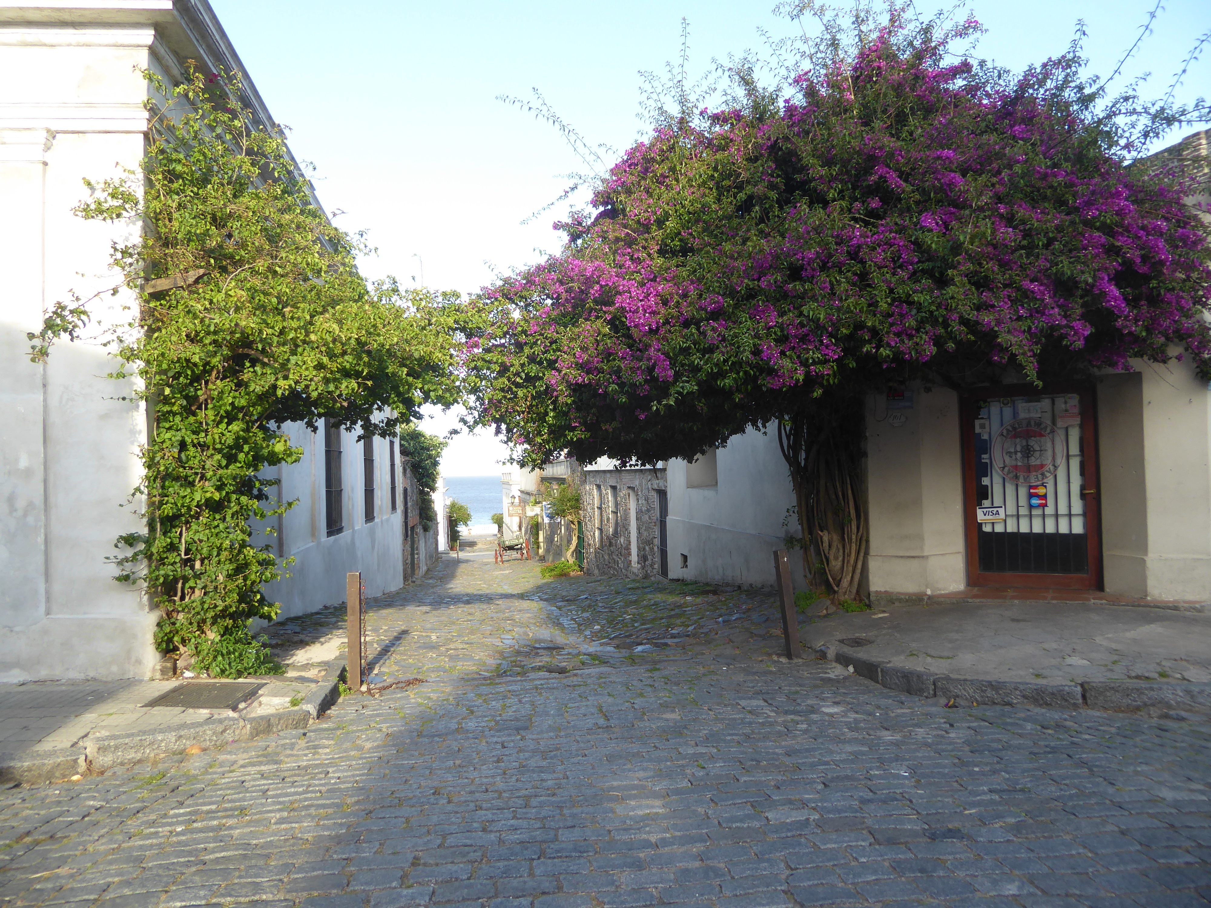 Amazing what a little Bougainvillea can do.