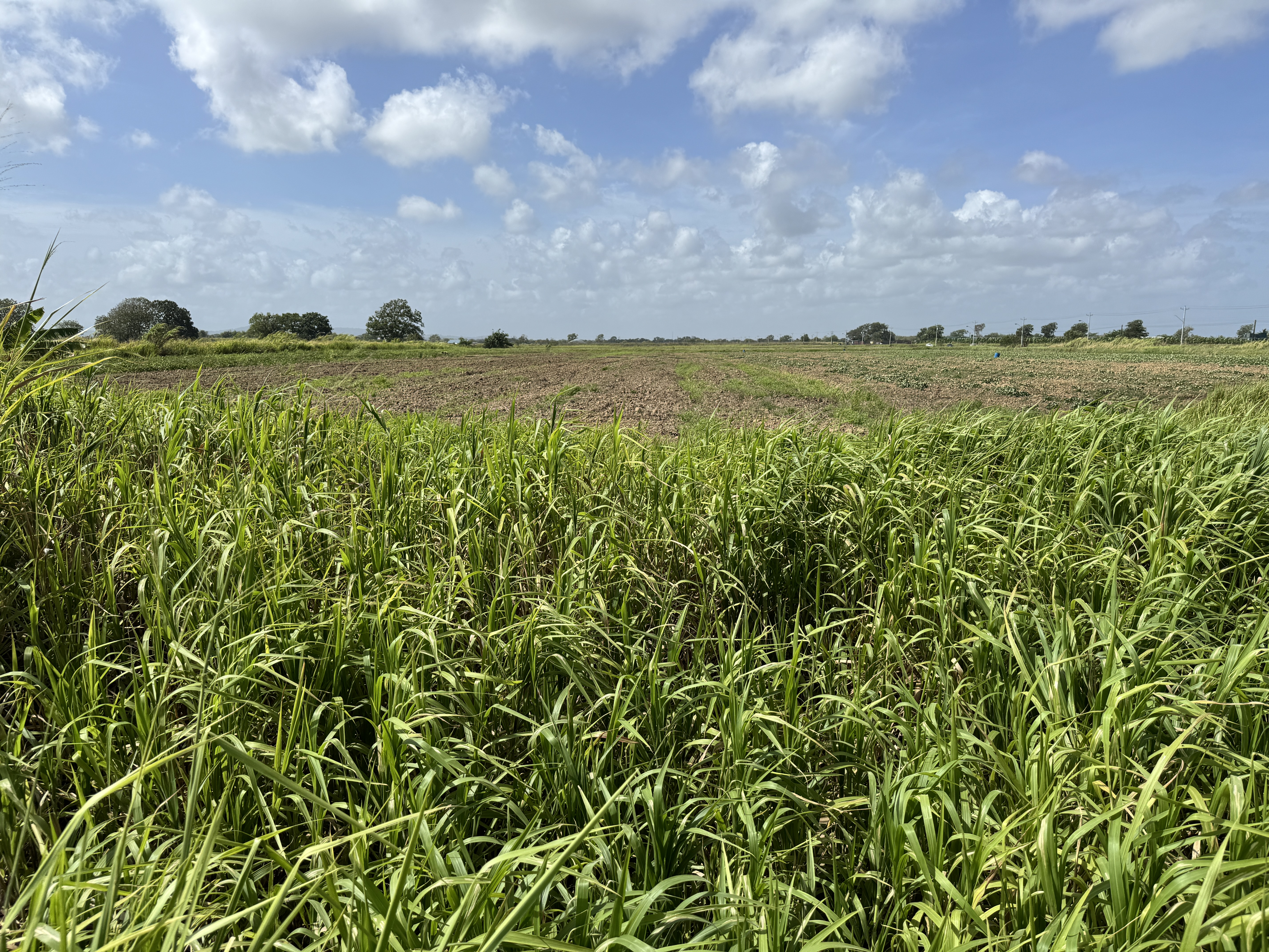Here's some prime sugarcane land now assigned to other crops, probably vegetables for the local market.