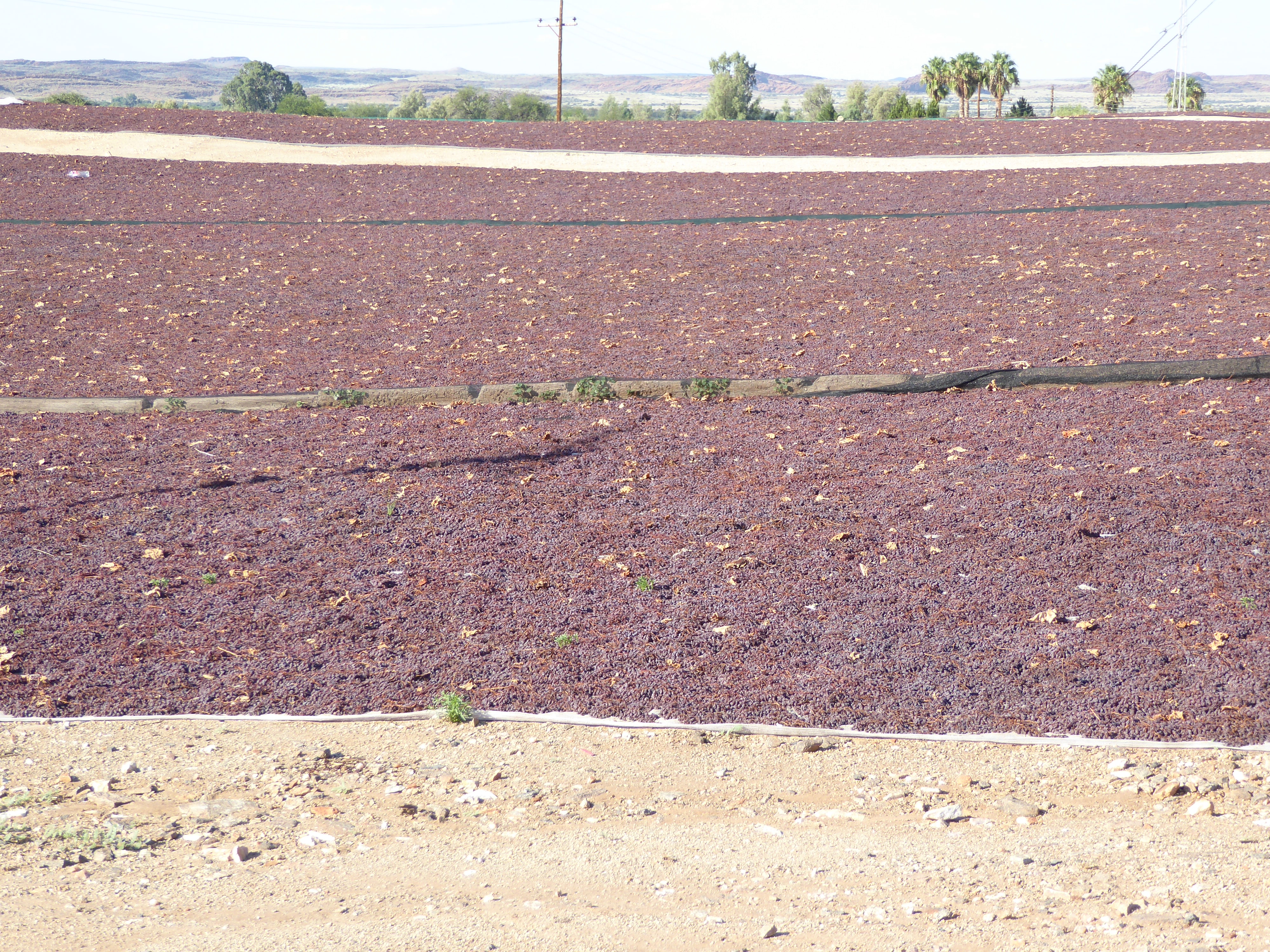 Many of the local grapes are dried, rather than pressed.