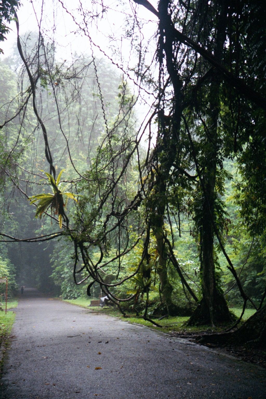 That jungle feeling.