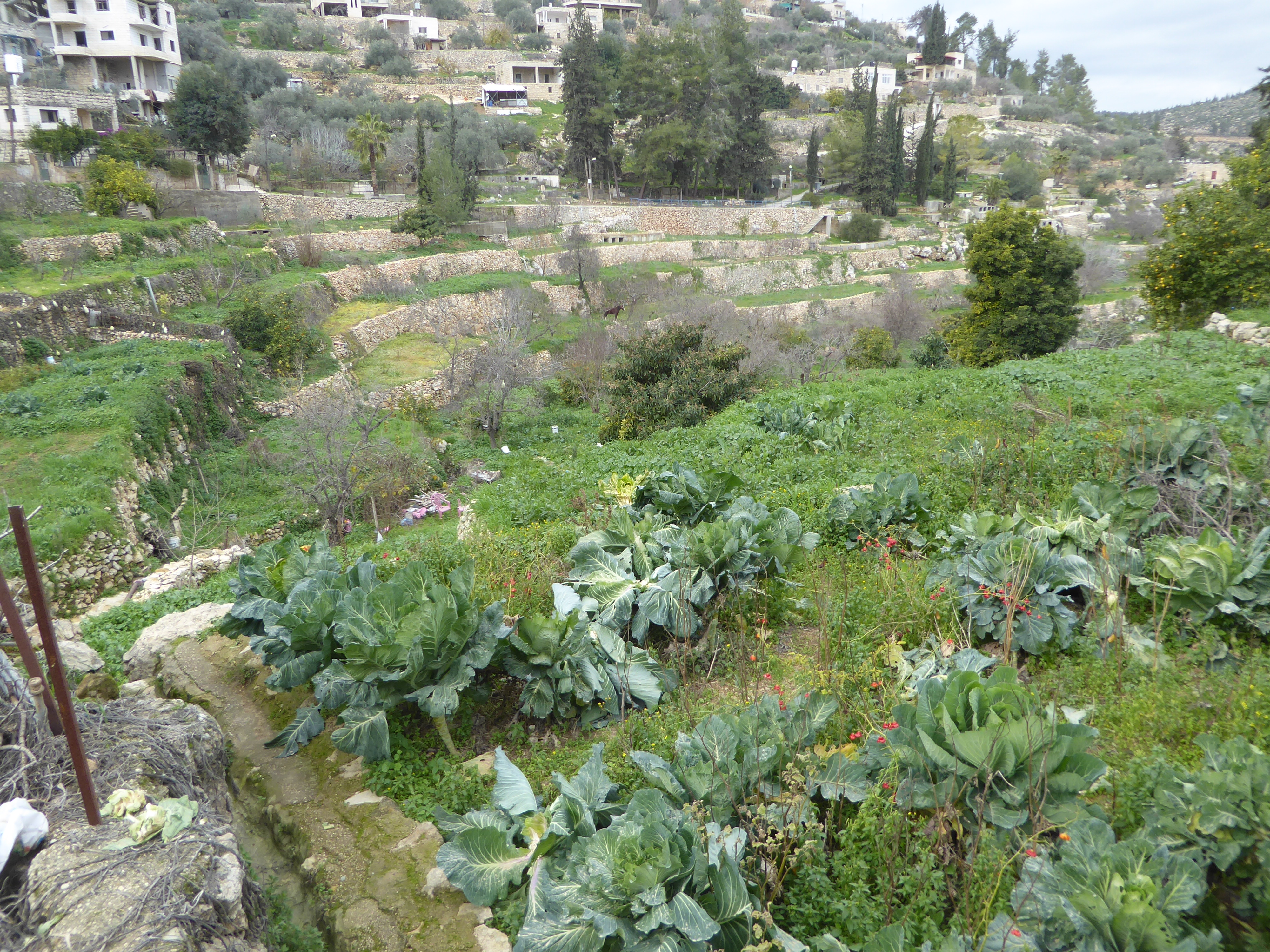 Mint used to be grown for sale in Jerusalem back before 1948, when villagers could go there by train.