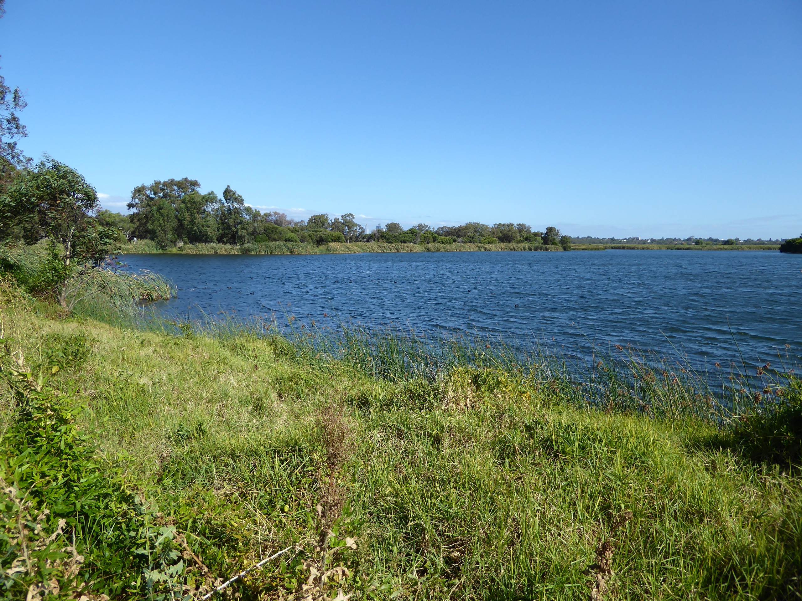 Here's a more interesting bit of water. It's Herdsman Lake. We're three miles east of the ocean and all of four miles northwest of downtown