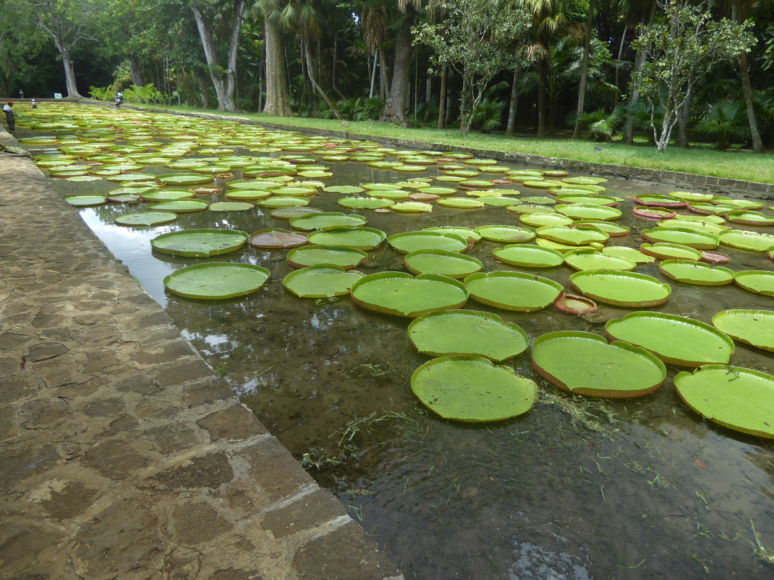 Among the introductions were these giant water lilies, Victoria amazonica.