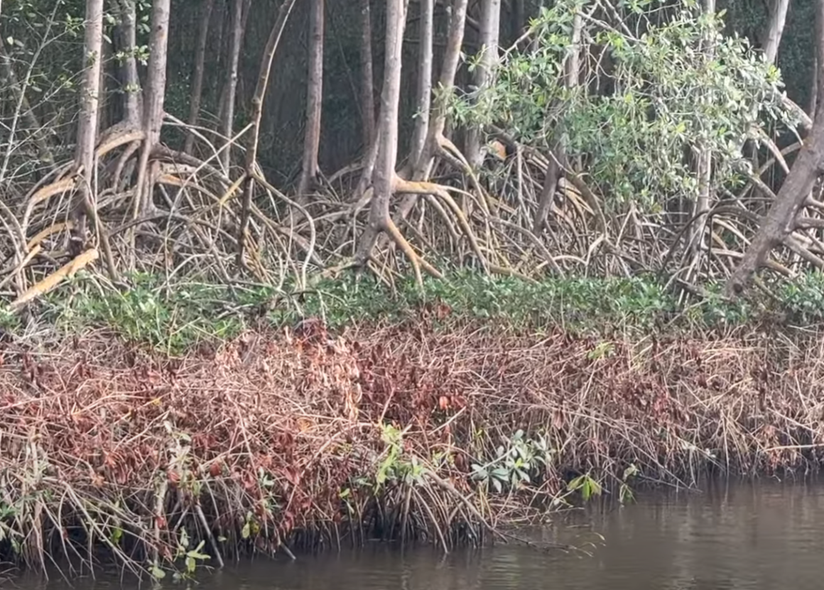 Welcome to red mangrove.