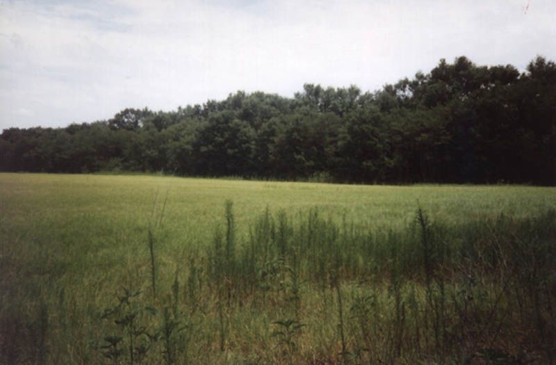 One of the classic responses to soil erosion was tree planting in the form of shelterbelts. Here's reputedly the nation's first one, near Ho