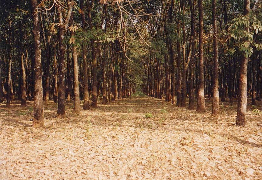 This is rubber country, too, and has been for a century or so, since seeds of the Brazilian rubber tree were smuggled from Brazil to Britain