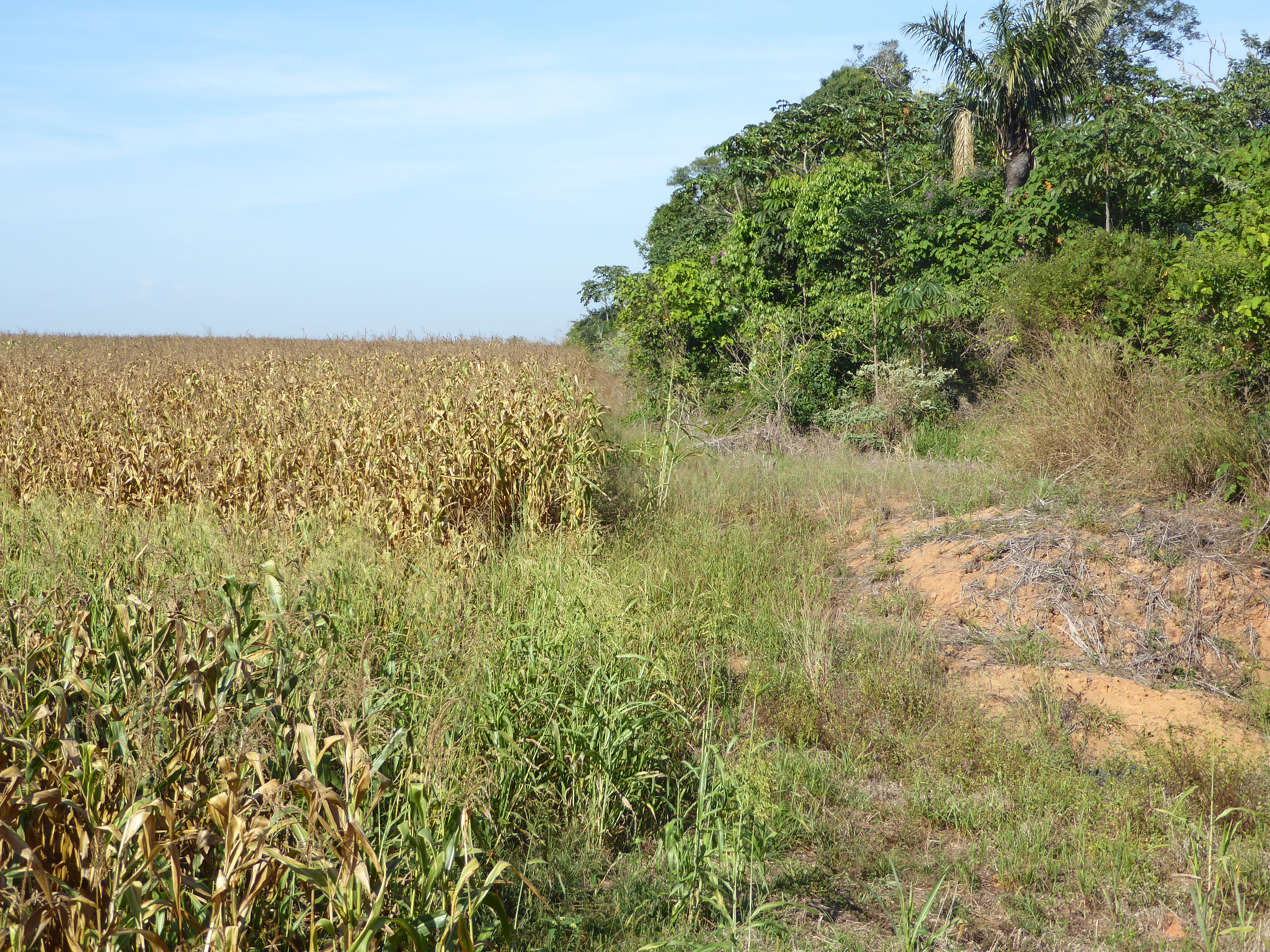 Call the cornfield the "after."
