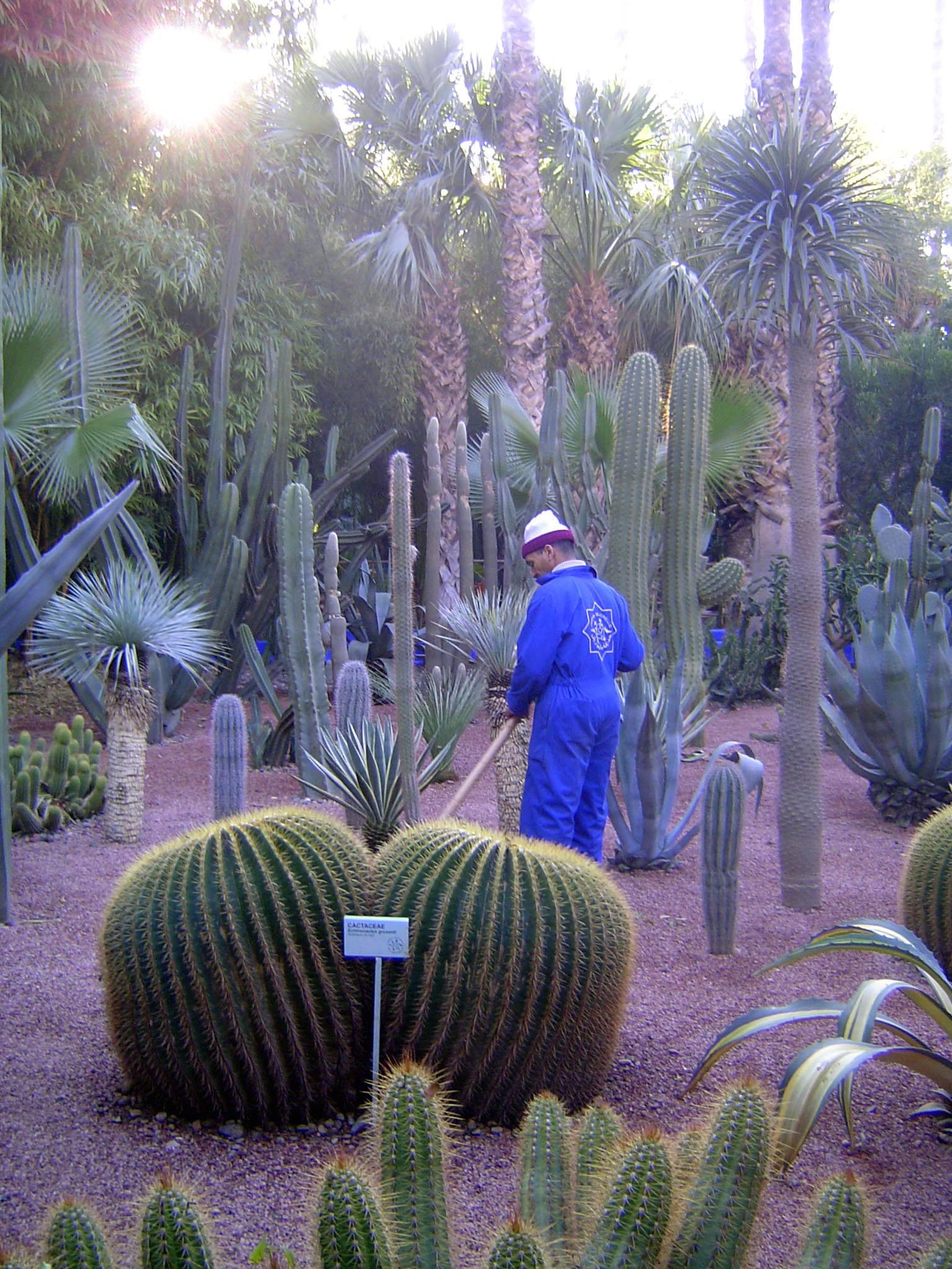 Meticulously maintained cacti.
