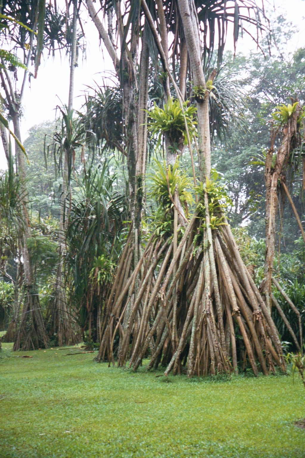 Another study in roots: pandanus, with a palm-like trunk but amazing prop roots.