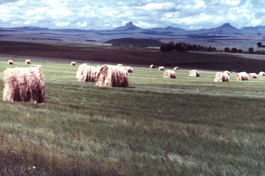 Blacks once worked the Transvaal farms. Now, with round bales and other kinds of mechanized production, workers are hardly needed at all.