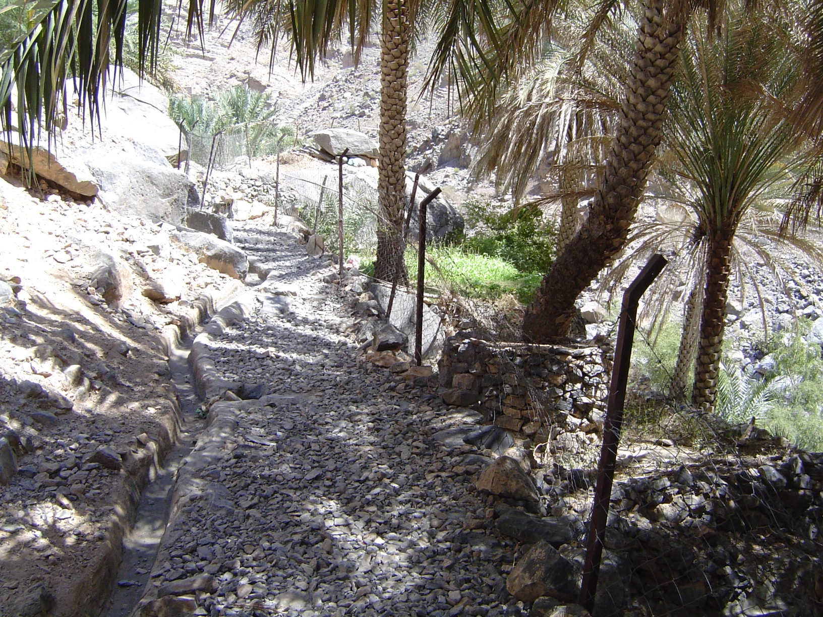 Irrigation channel, footpath, and fenced date palms.