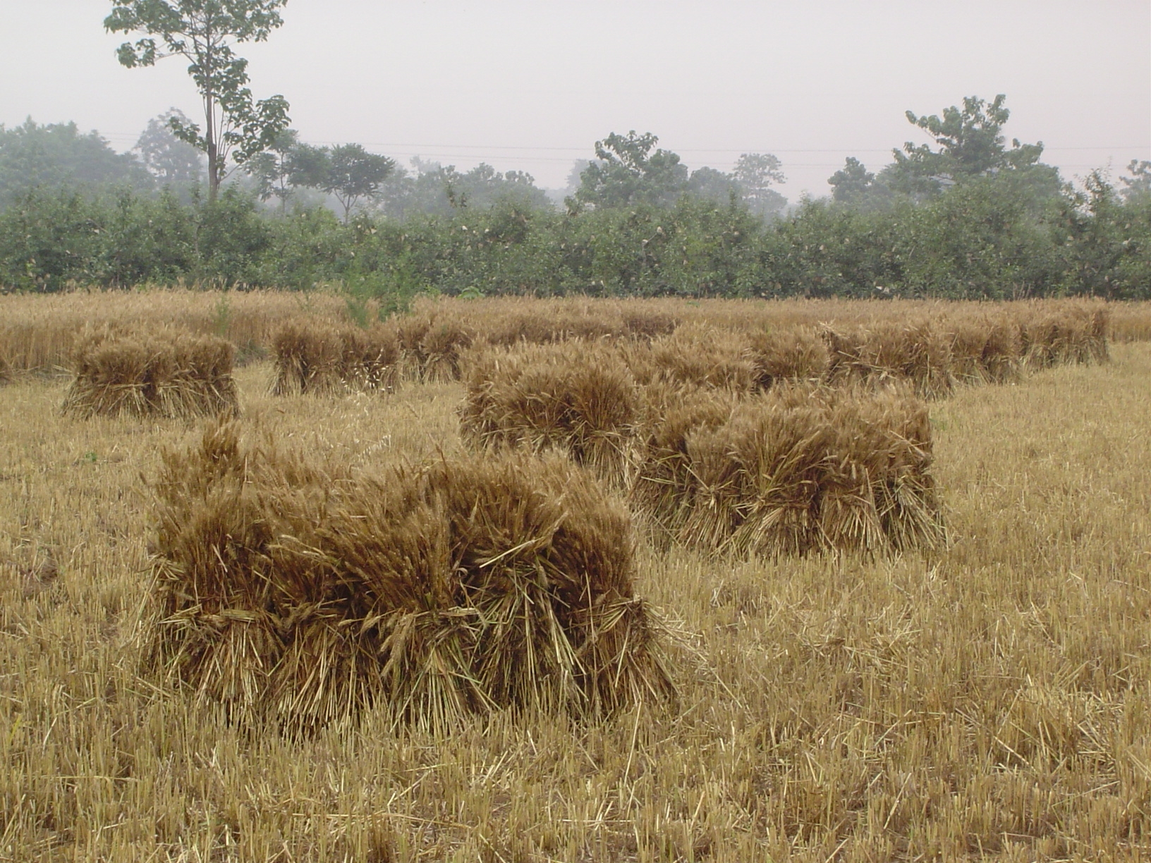 Wheat is the chief winter crop, rotated with cotton.
