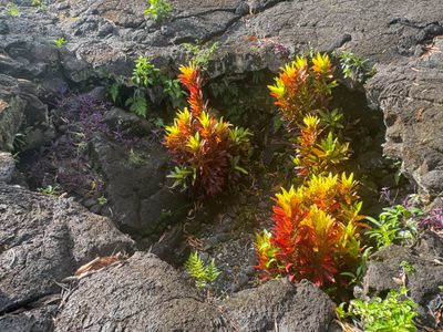 The story is that the lava flowed around the tomb of a virgin, sparing it.  "When I first visited the spot, in 1920, the concrete slab and a