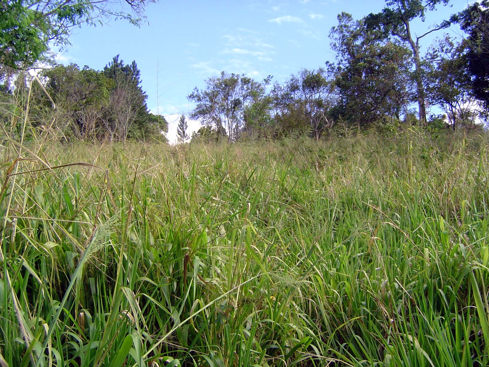 A closeup of this grassland.