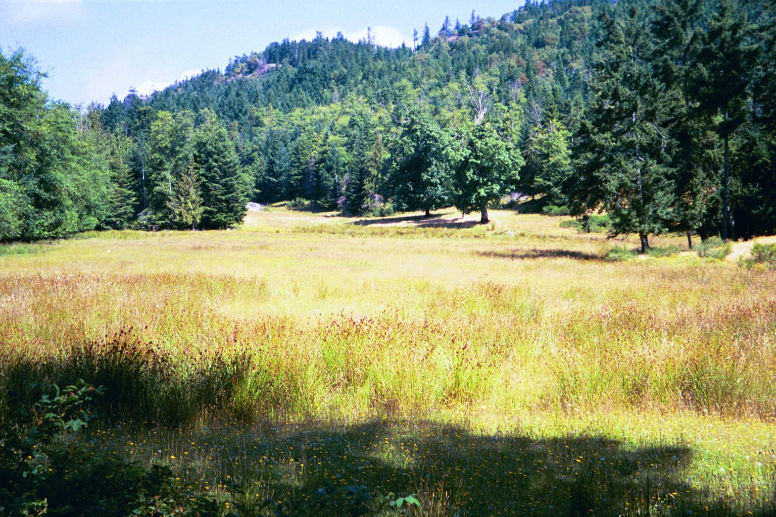 A pretty typical contrast: coast forest and sheep pasture. The forest is all secondary or tertiary: century-old stumps suggest a more toweri