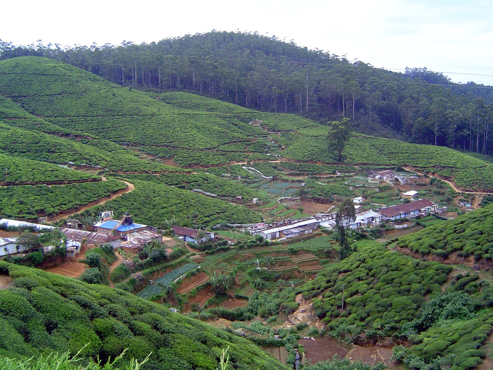 Plantation-worker housing on the Oliphant Estate.